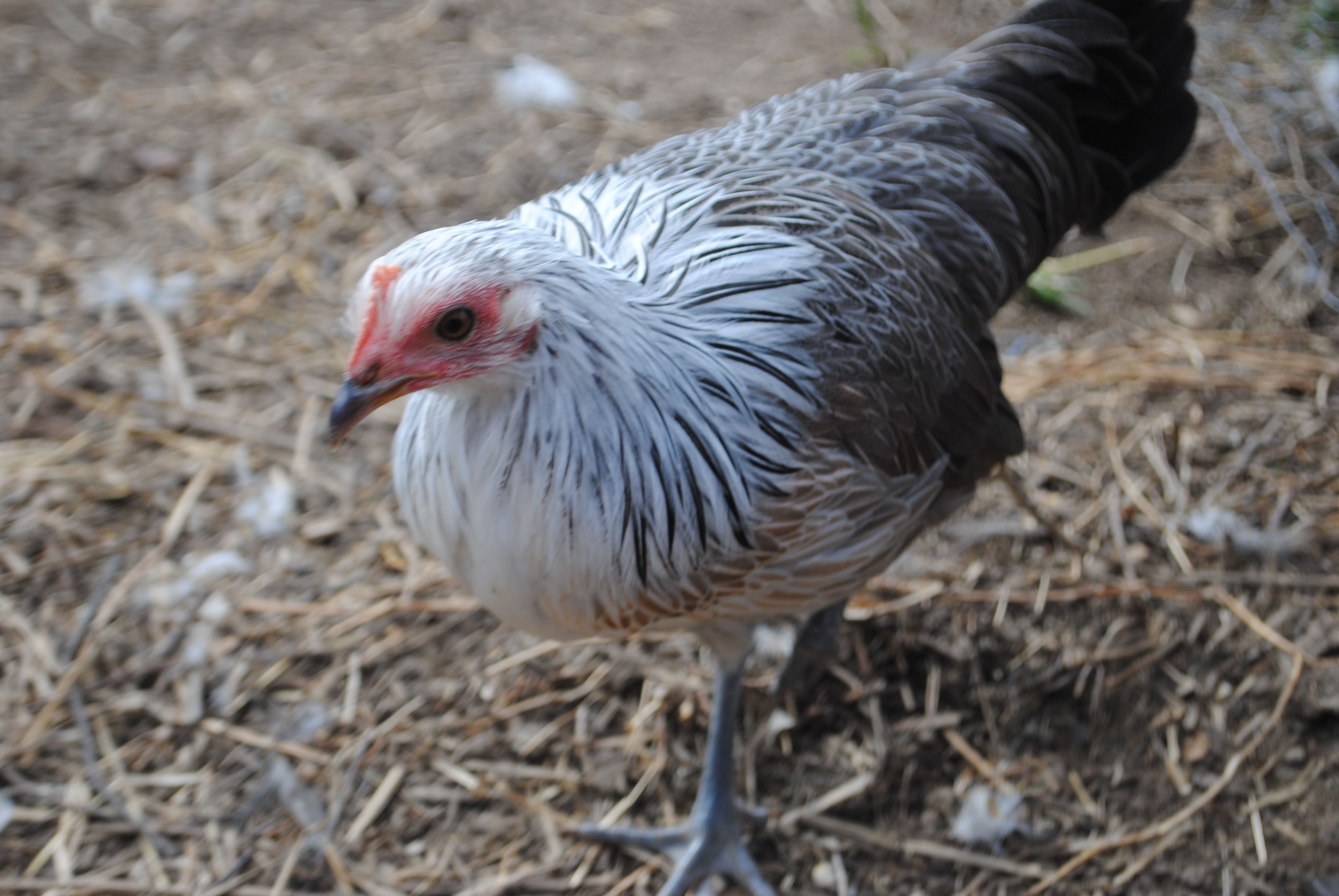 Silver Phoenix Pullet