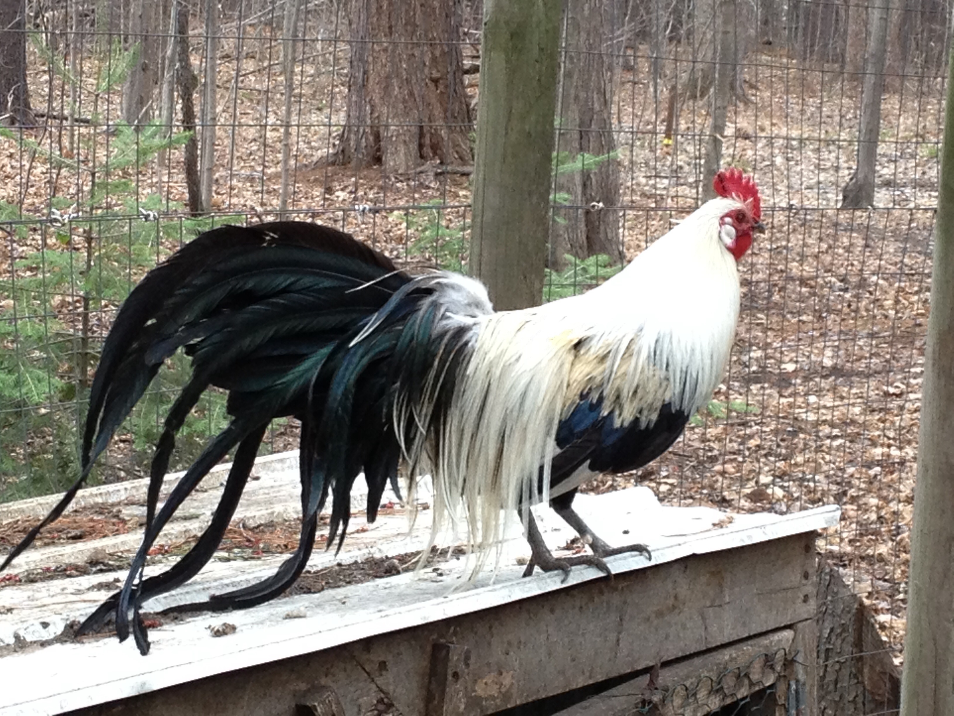 Silver phoenix rooster BackYard Chickens Learn How to Raise Chickens