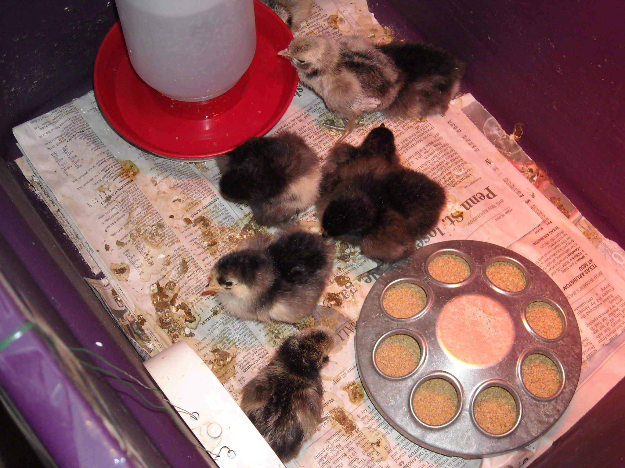 Silver Polish and Black Cochin chicks
Purchased from craigslist 2/12/13 as day-olds
3 Polish and 6 Black Cochin