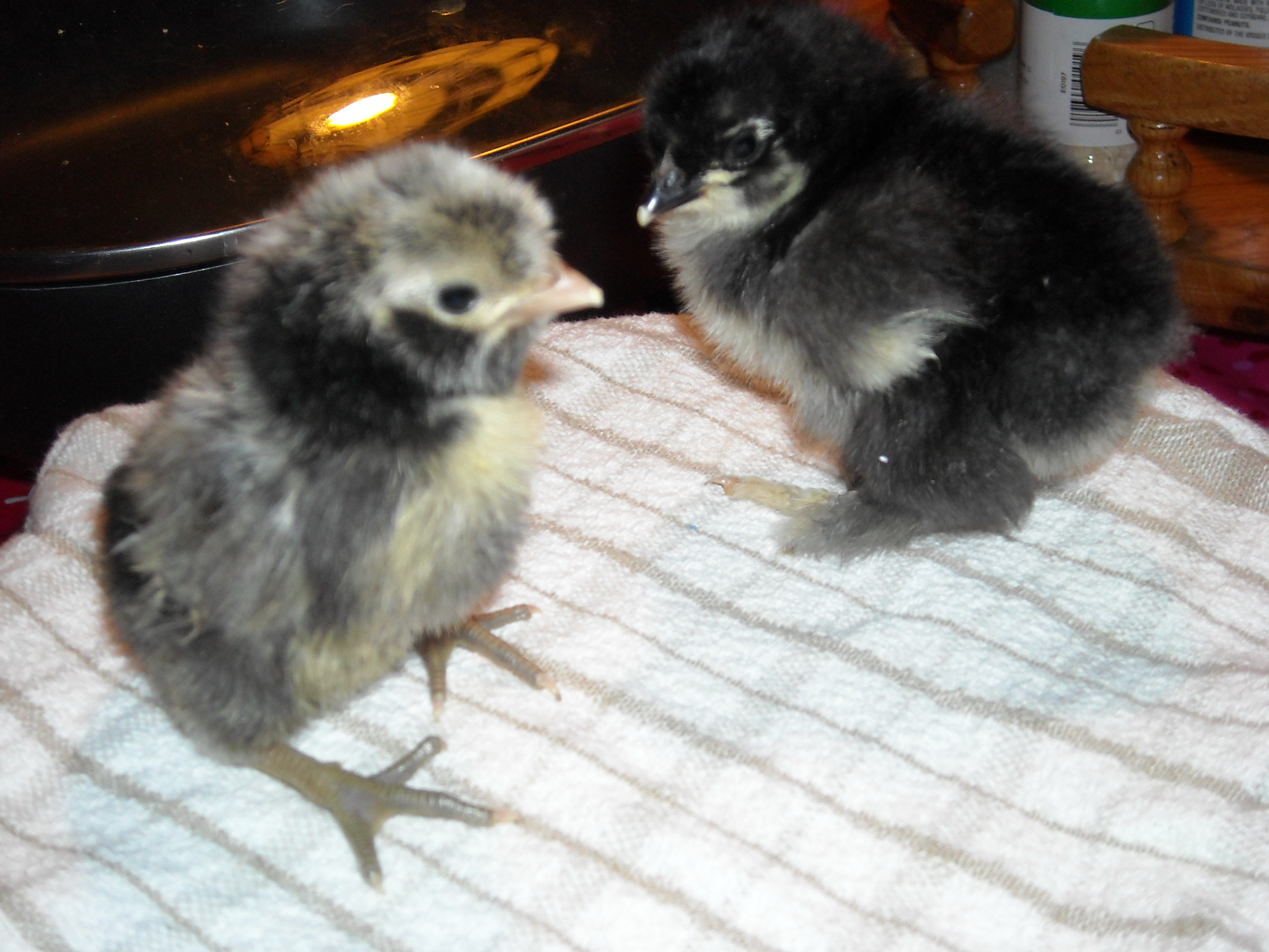 Silver Polish and Black Cochin chicks
Purchased from craigslist 2/12/13 as day-olds
