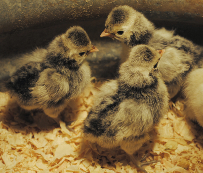Silver Polish chicks