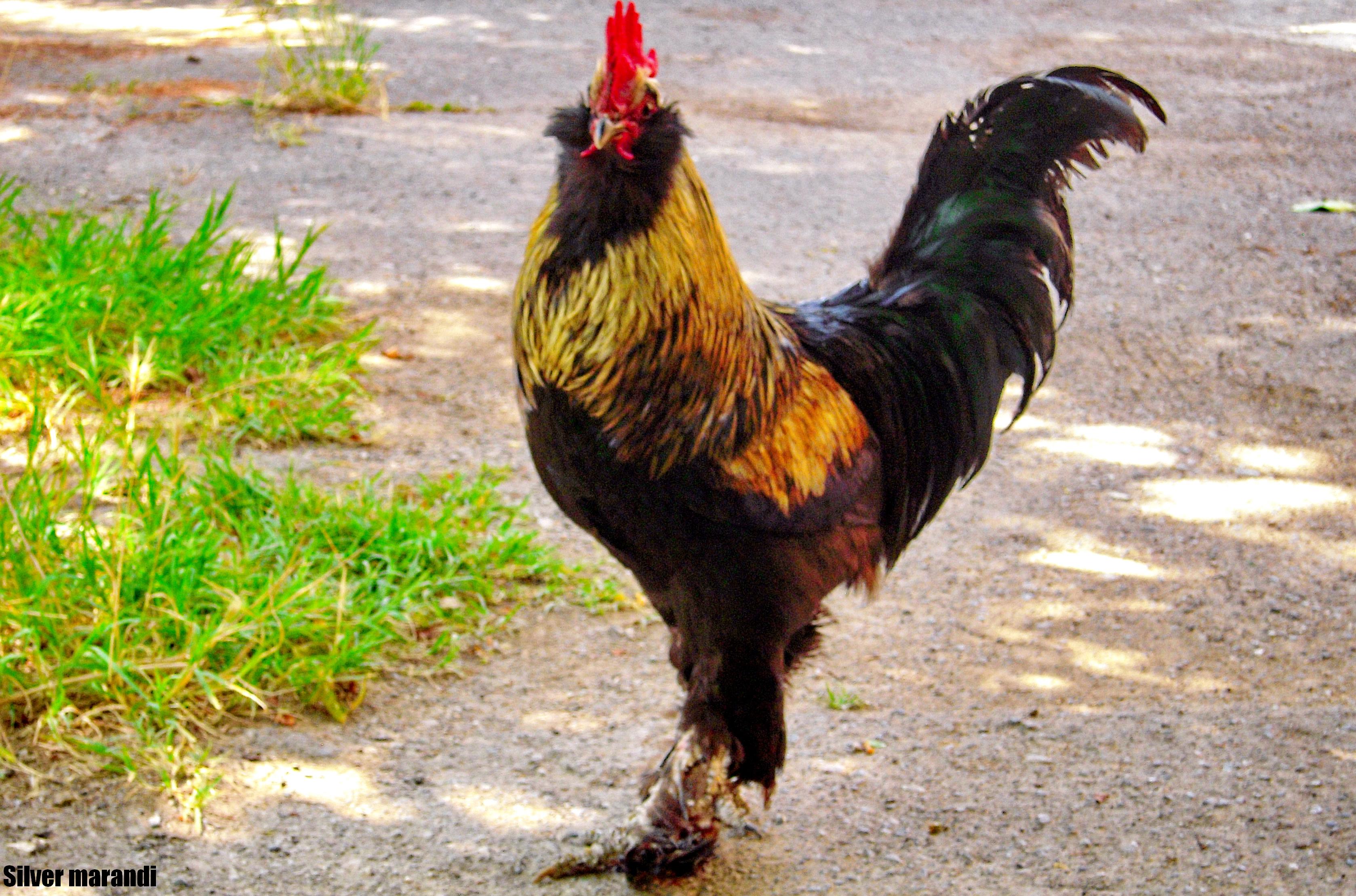 silver roosters 
marand breed 
rare breed