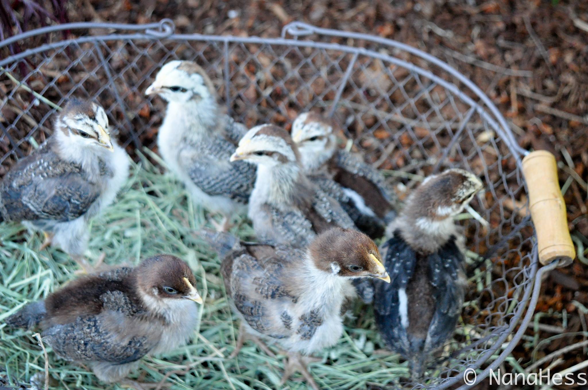 Silver Salmon Marans