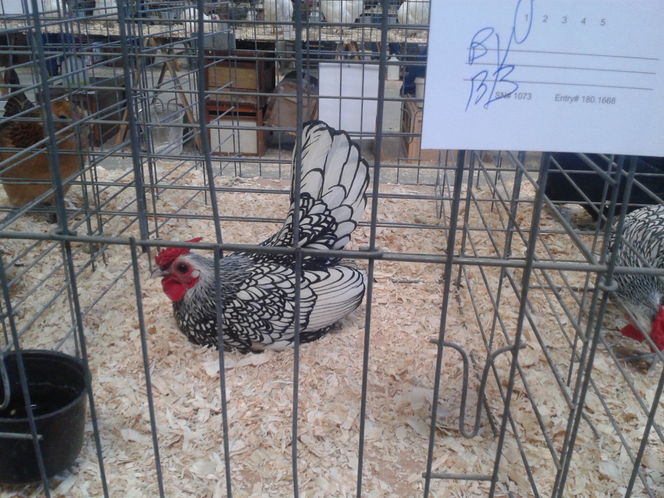 Silver Seabright, Best in Breed
