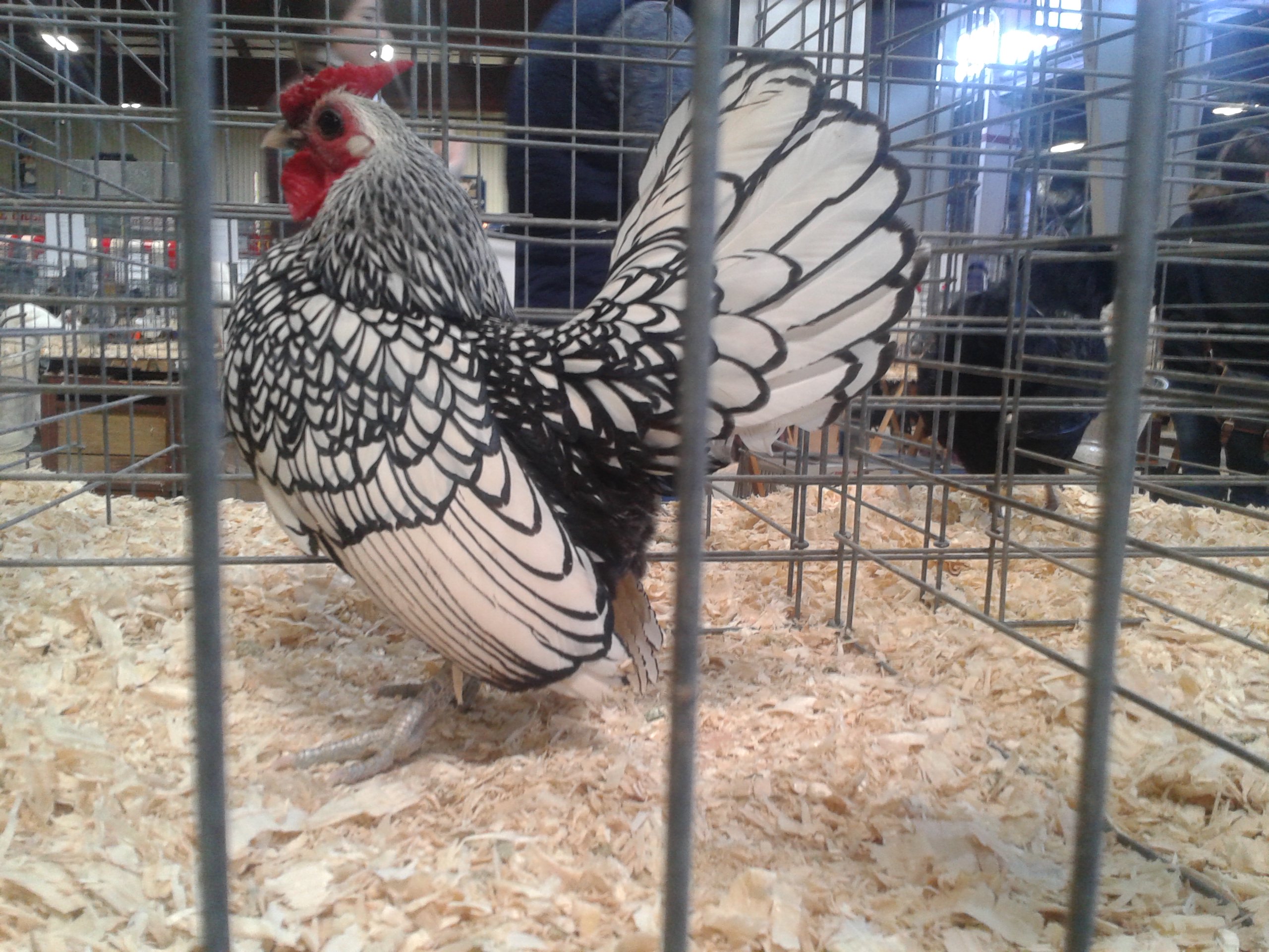 Silver Seabright, Best in Breed
