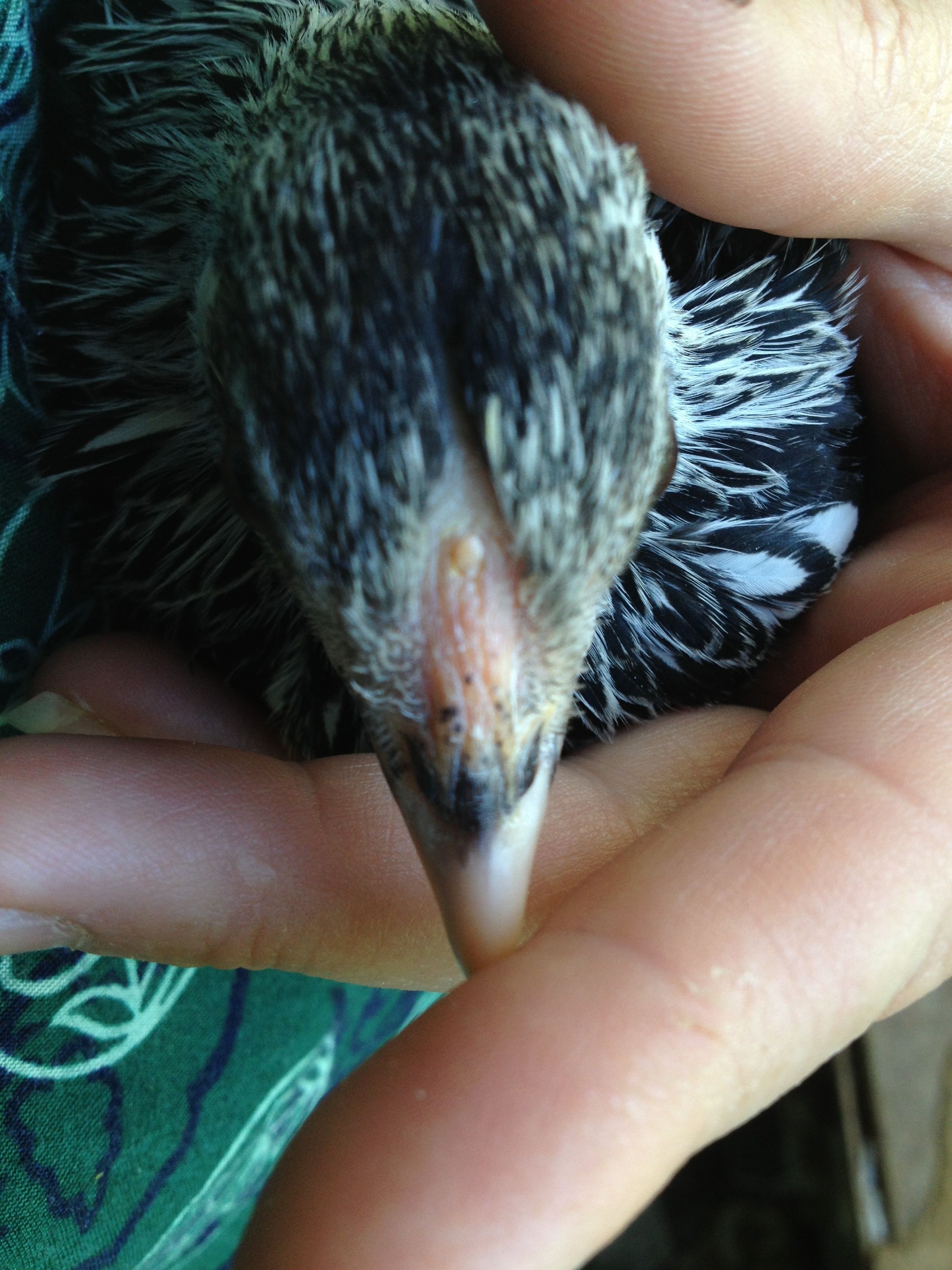 Silver Sebright, 10 wks