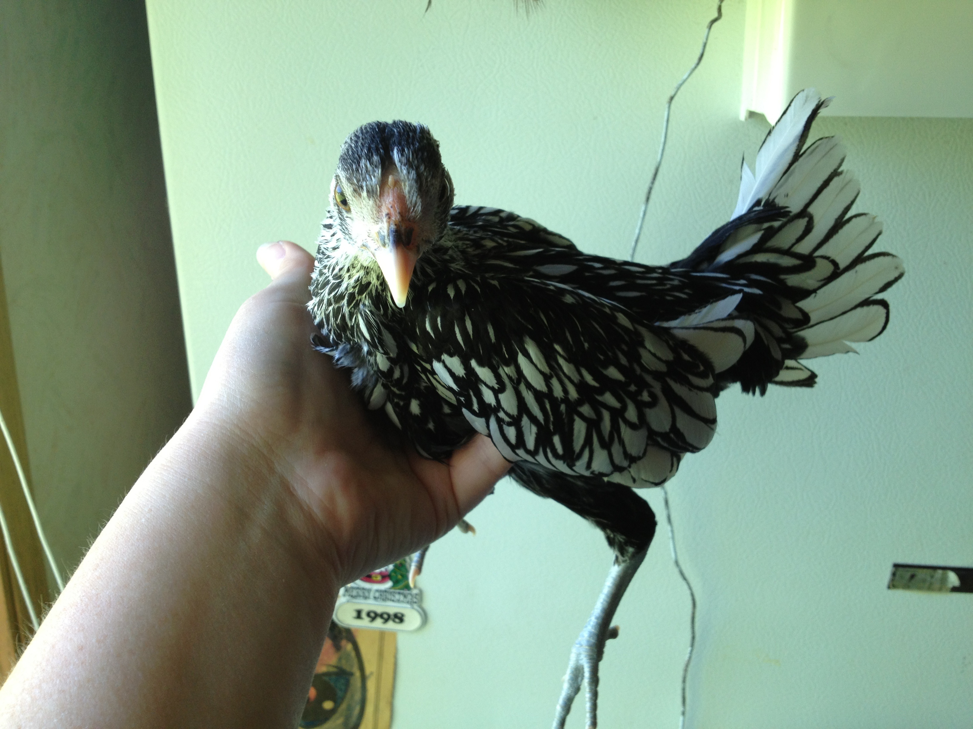 Silver Sebright, 10 wks