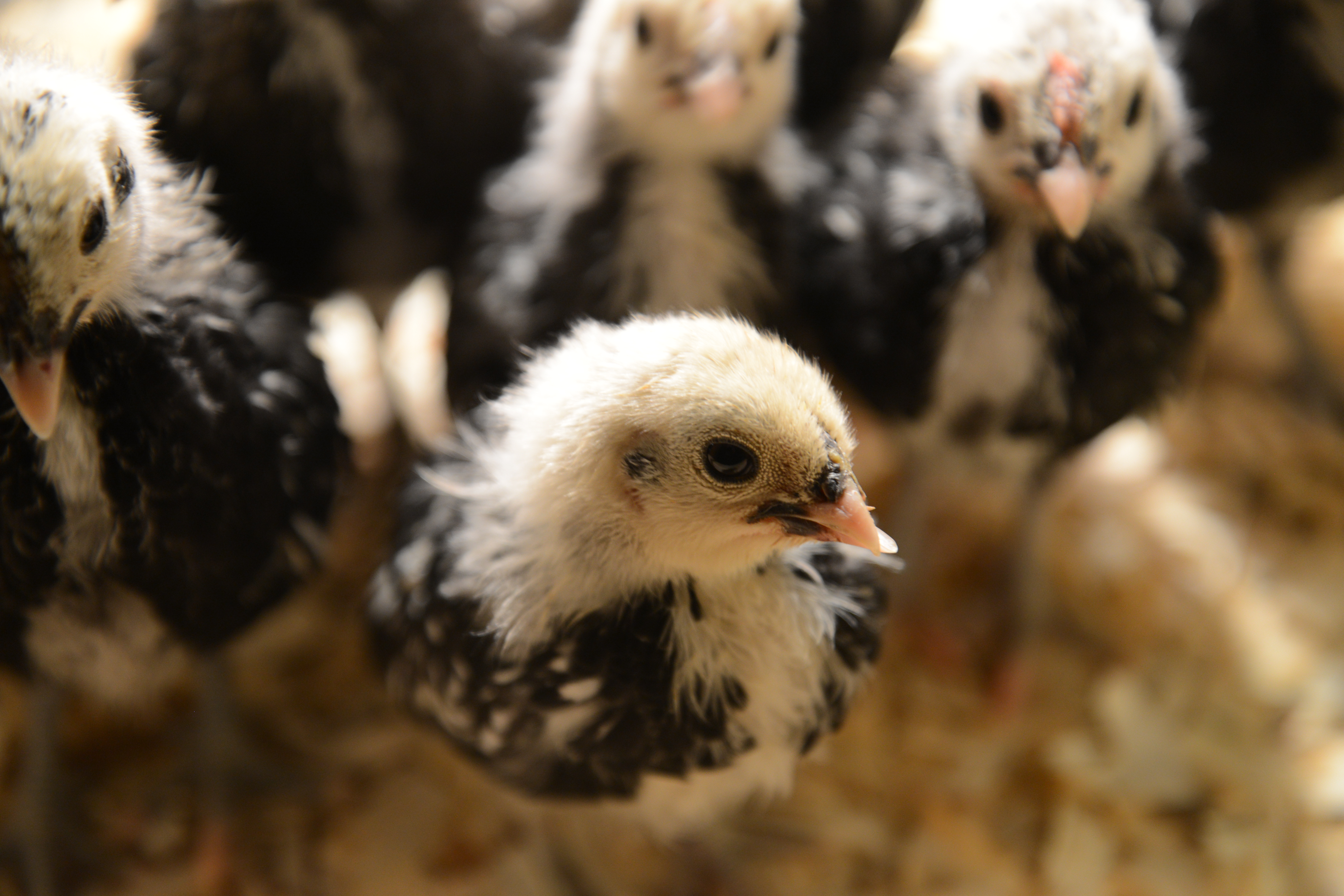Silver Sebrights at 4 weeks :)