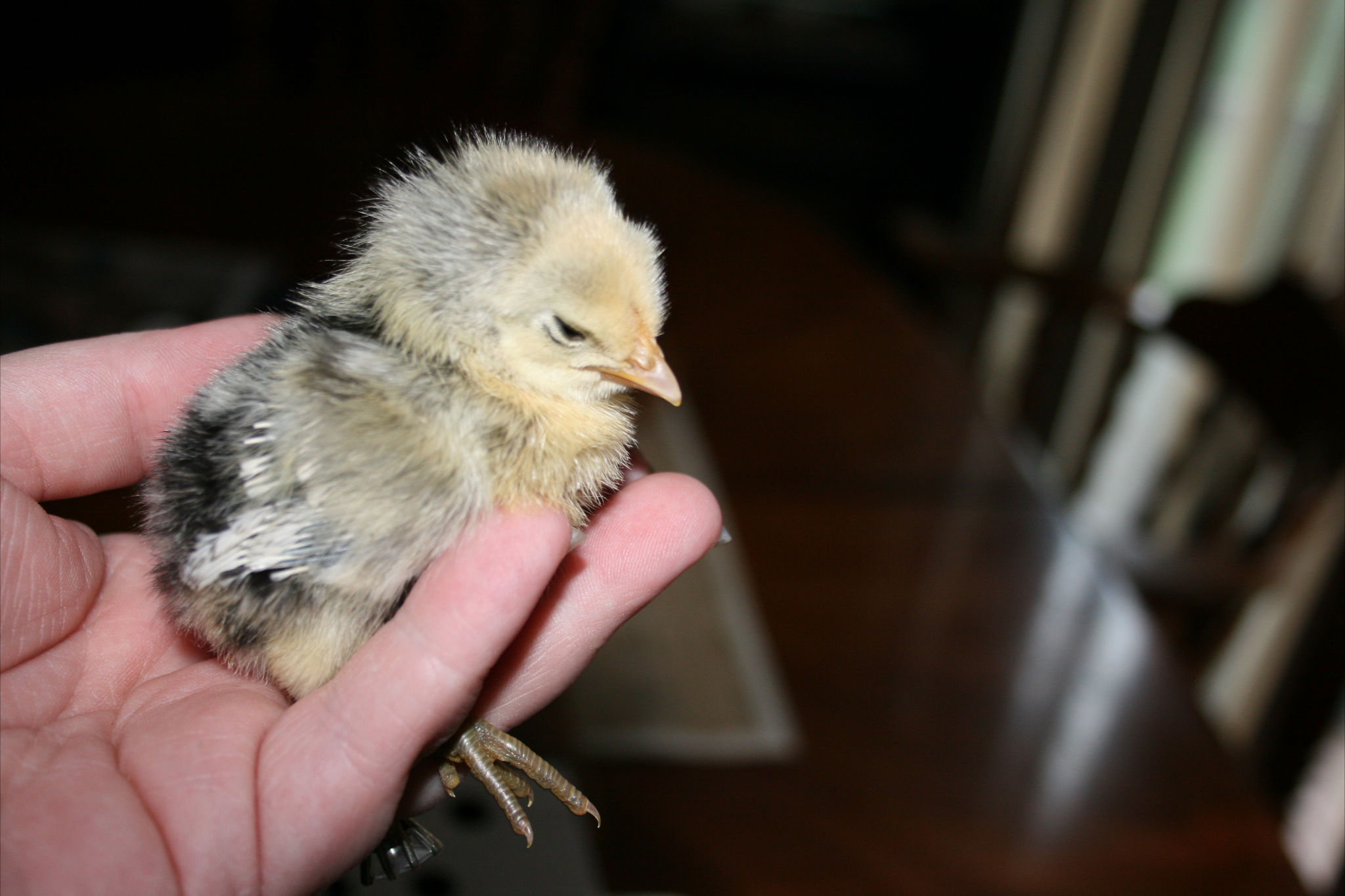 Silver Spangled Hamburg