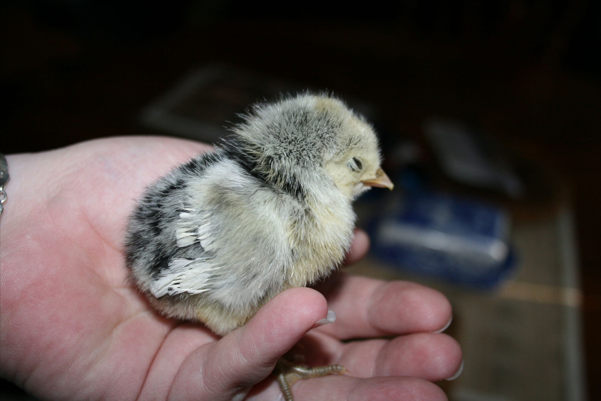 Silver Spangled Hamburg