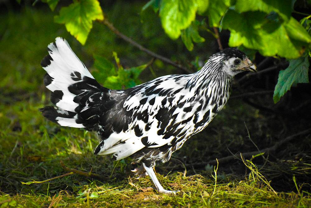 Silver Spangled Hamburg