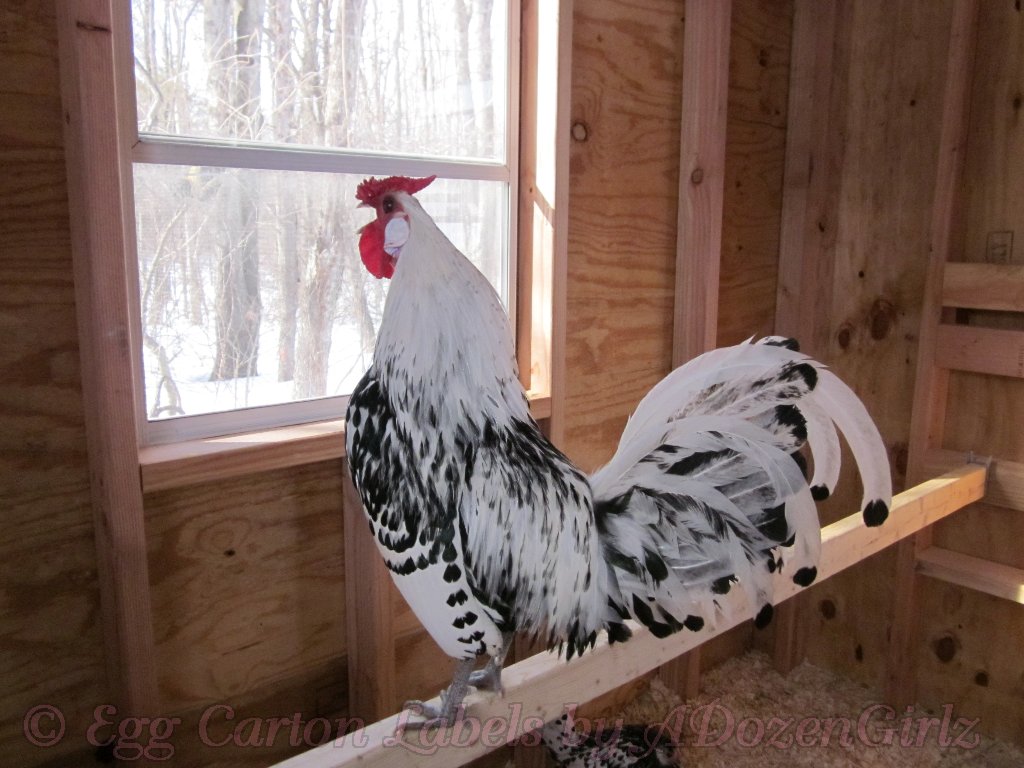 Silver Spangled Hamburg