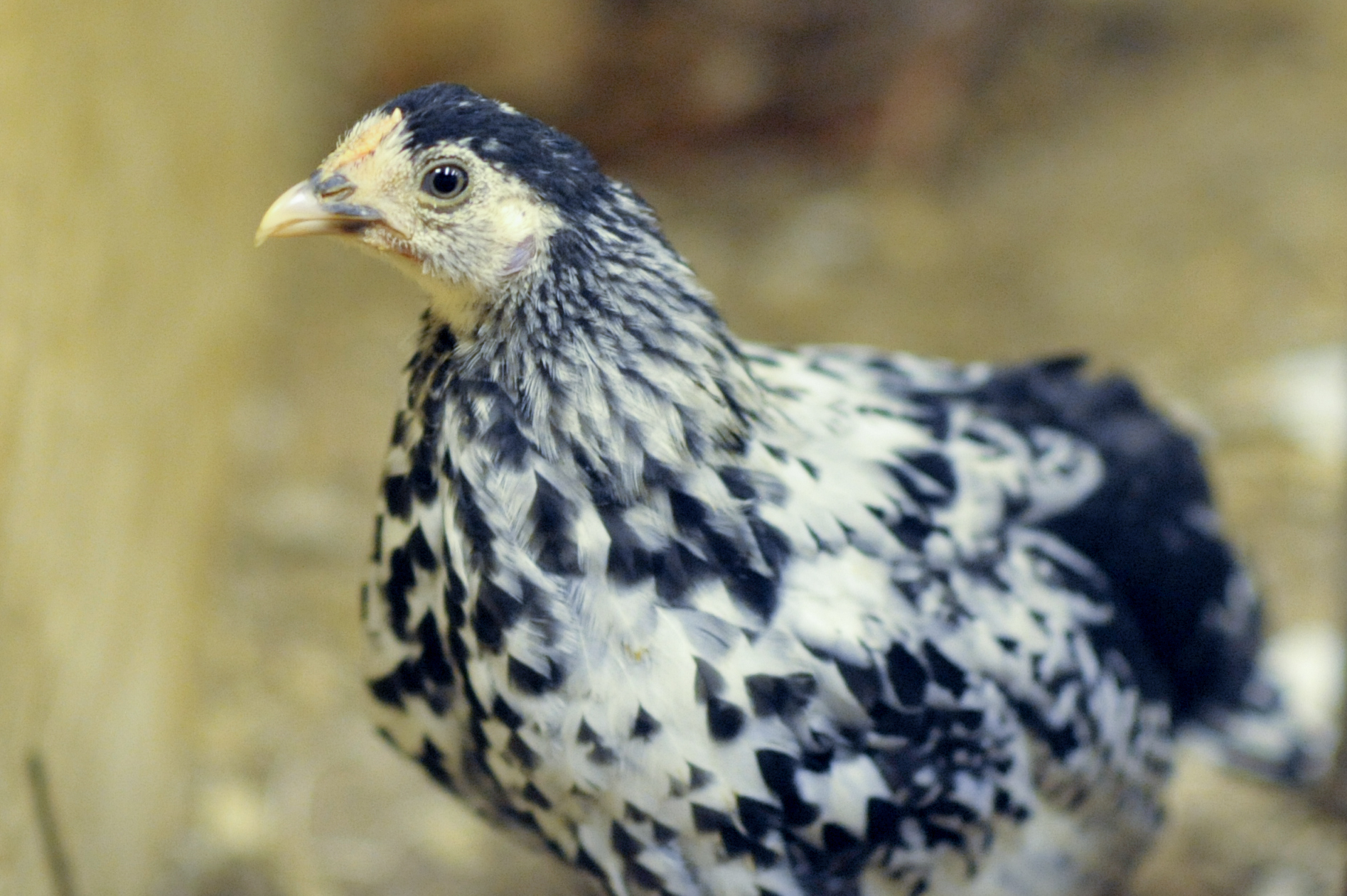 Silver Spangled Hamburg