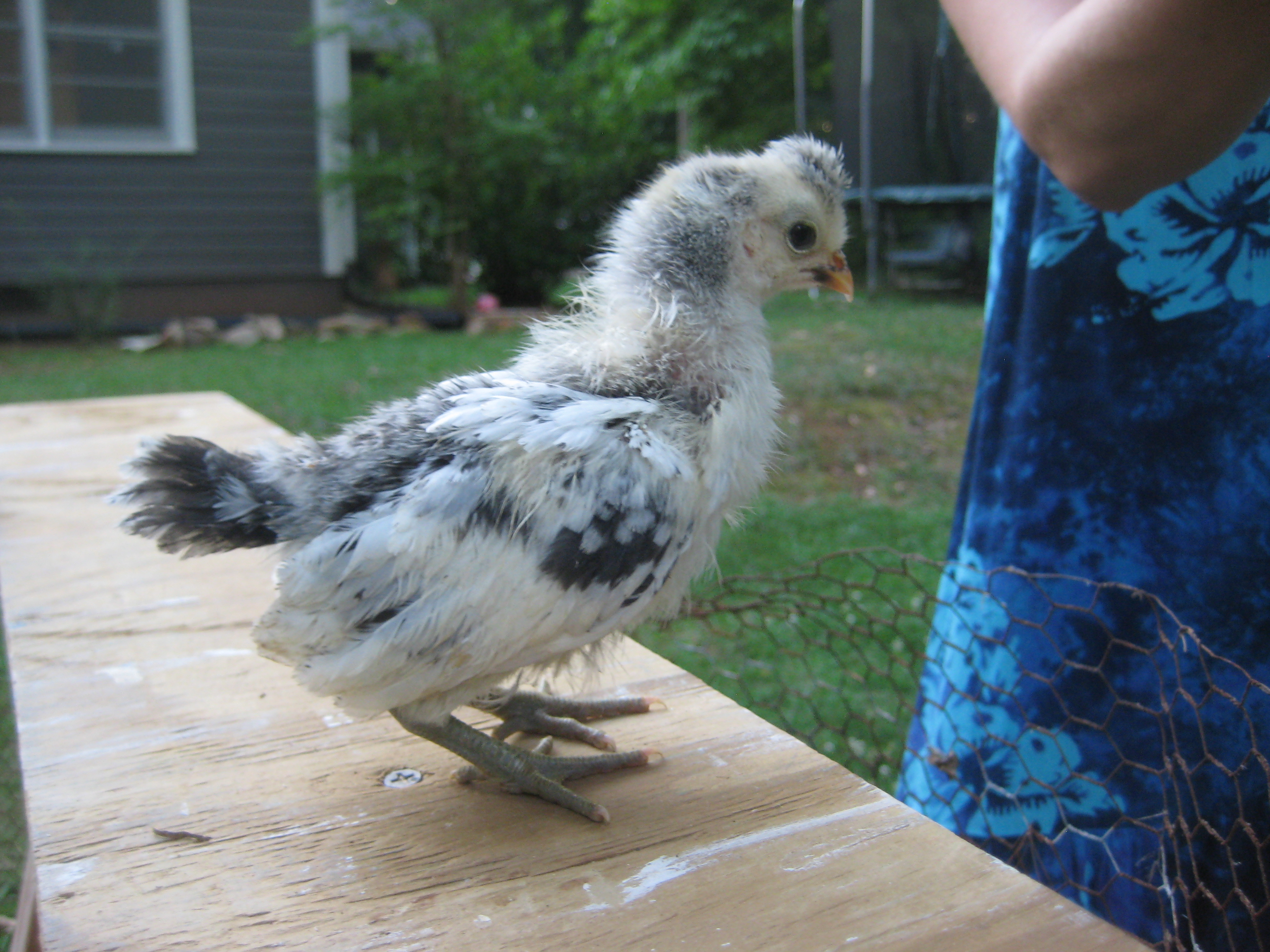 silver spangled spitz