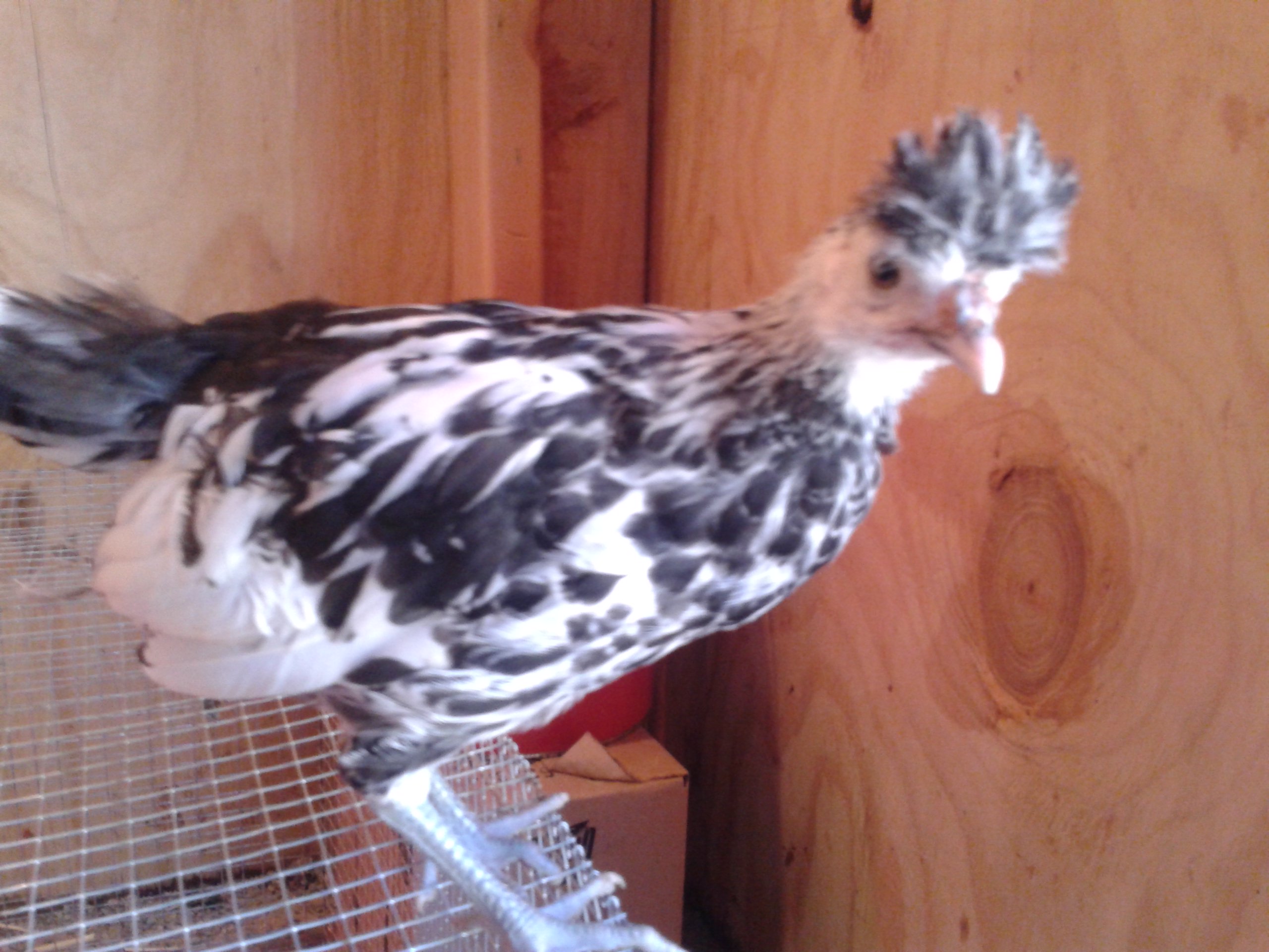 Silver-Spangled Spitzhauben pullet
