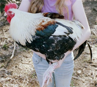 Silver Wheaten Marans Rooster.   Silver Wheaten in the males should be a clean black and white.  But I kind of prefer the autosomal red in the shoulders.