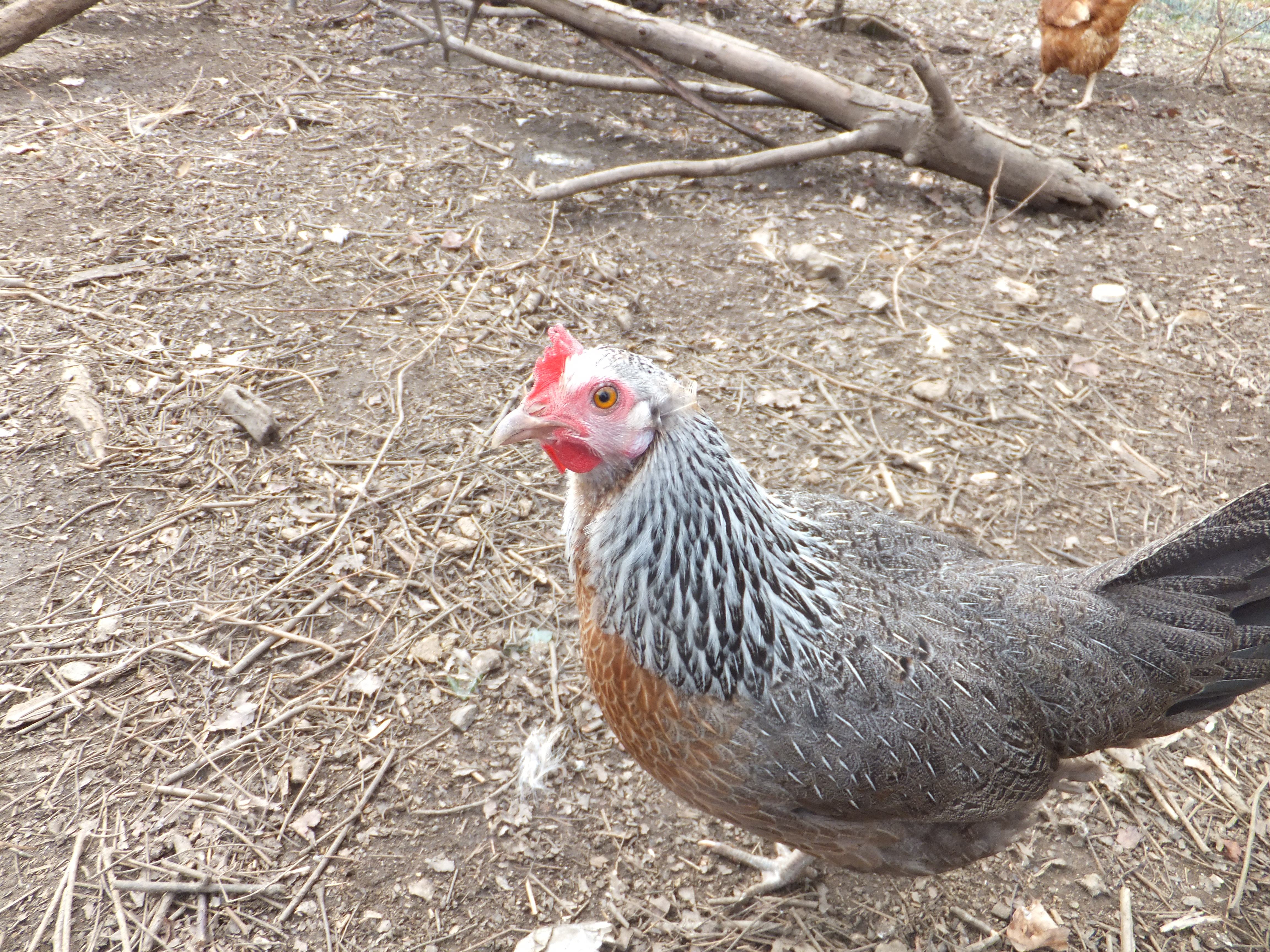 silver wing, Easter egger