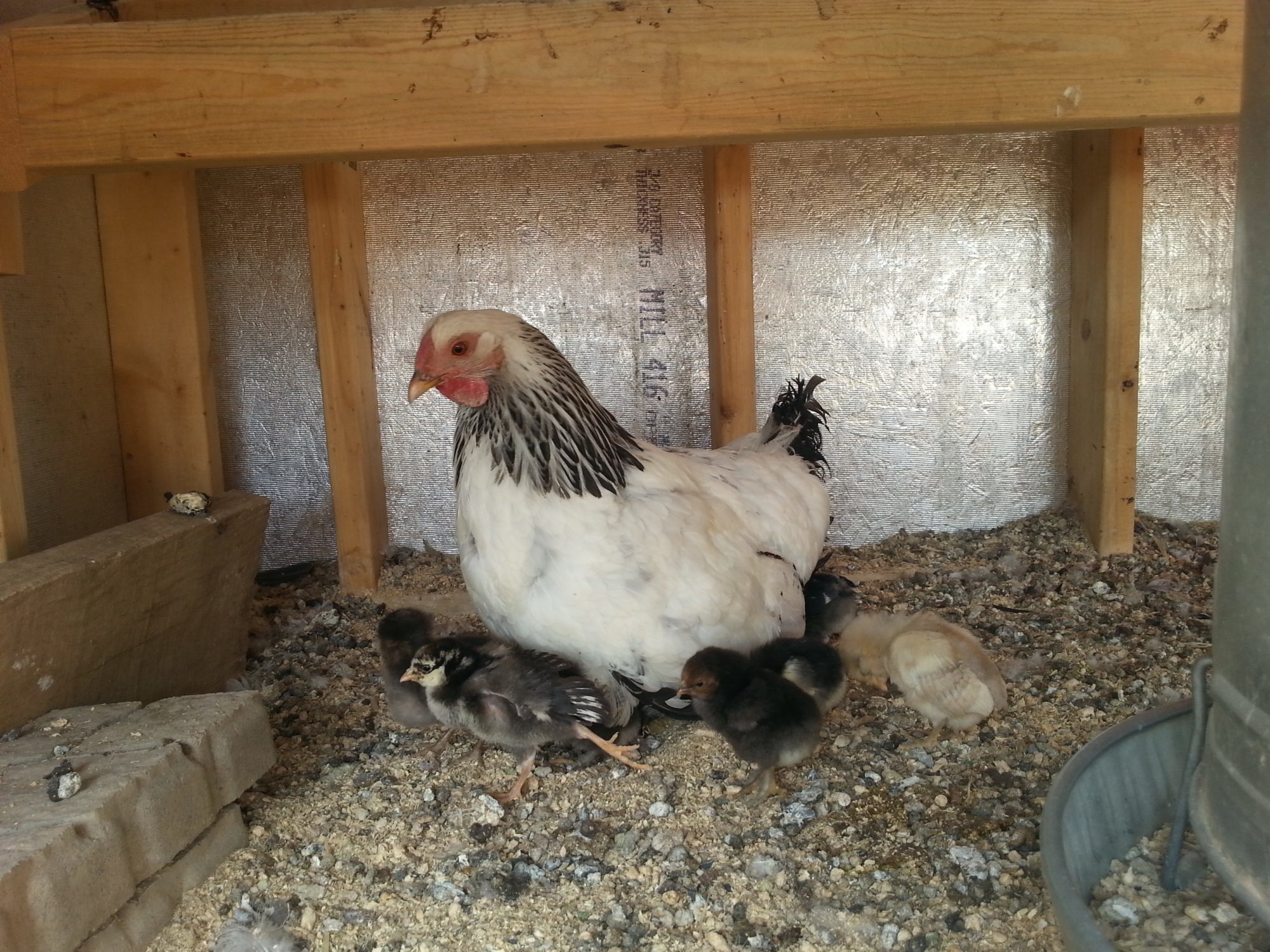 Silver wyandotte and assorted chicks.