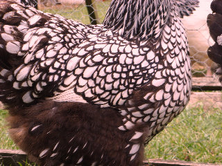 silverlace orpington