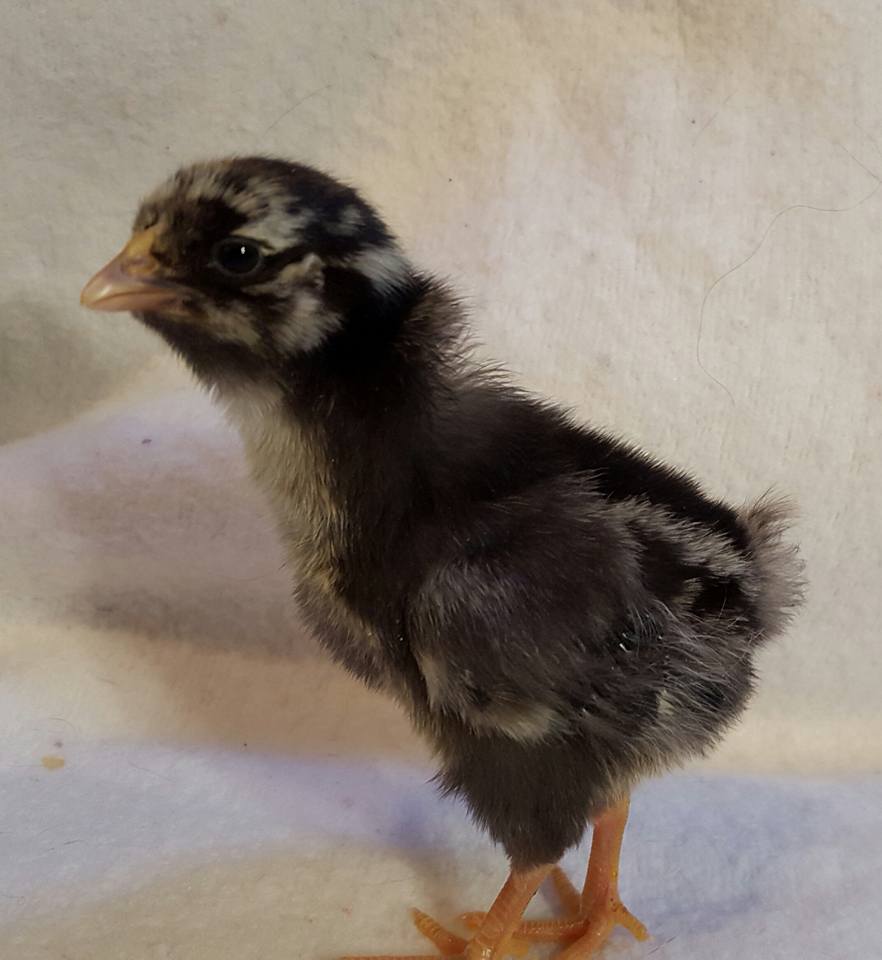 Silverlaced Wyandotte pullet
