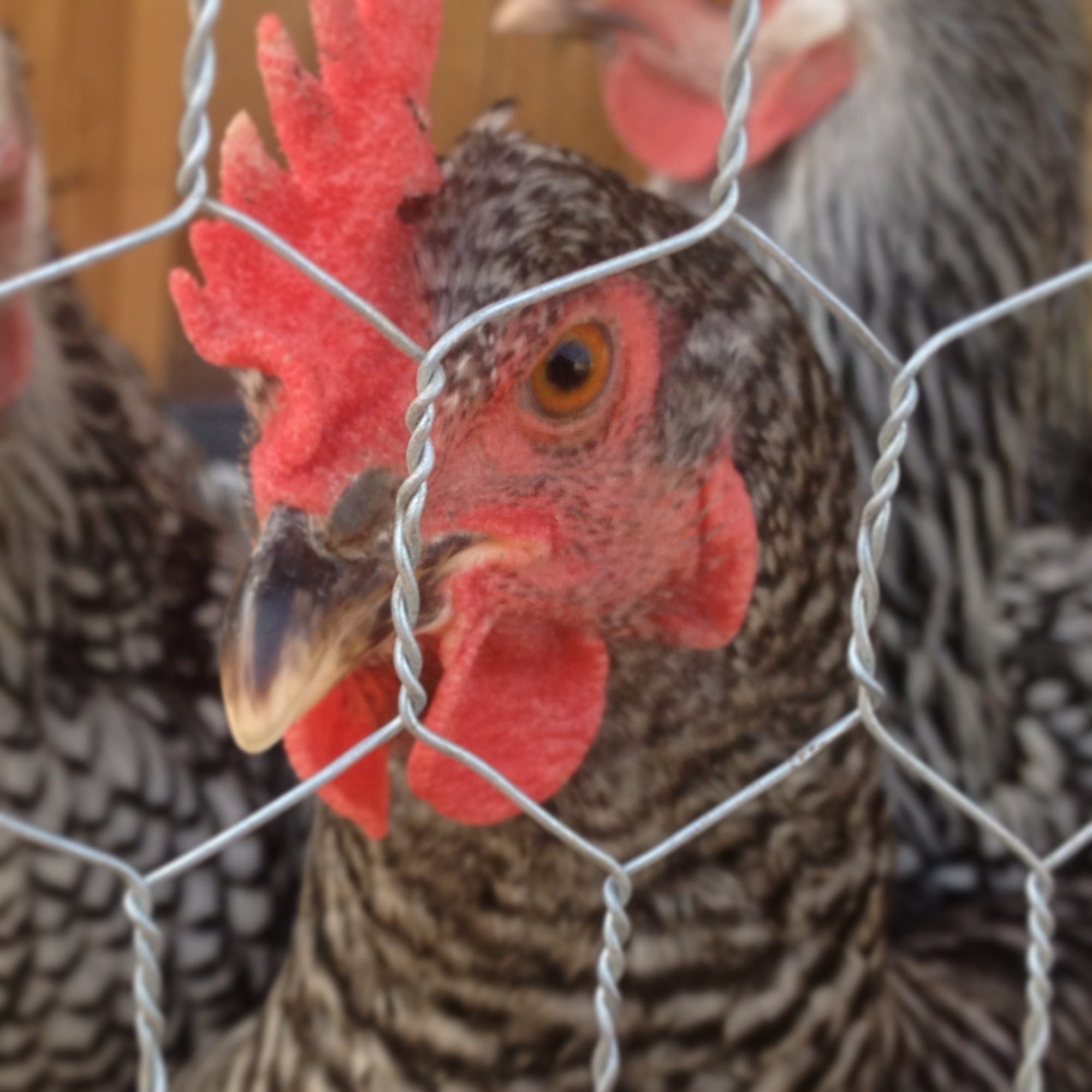 Silvia- my Chicken