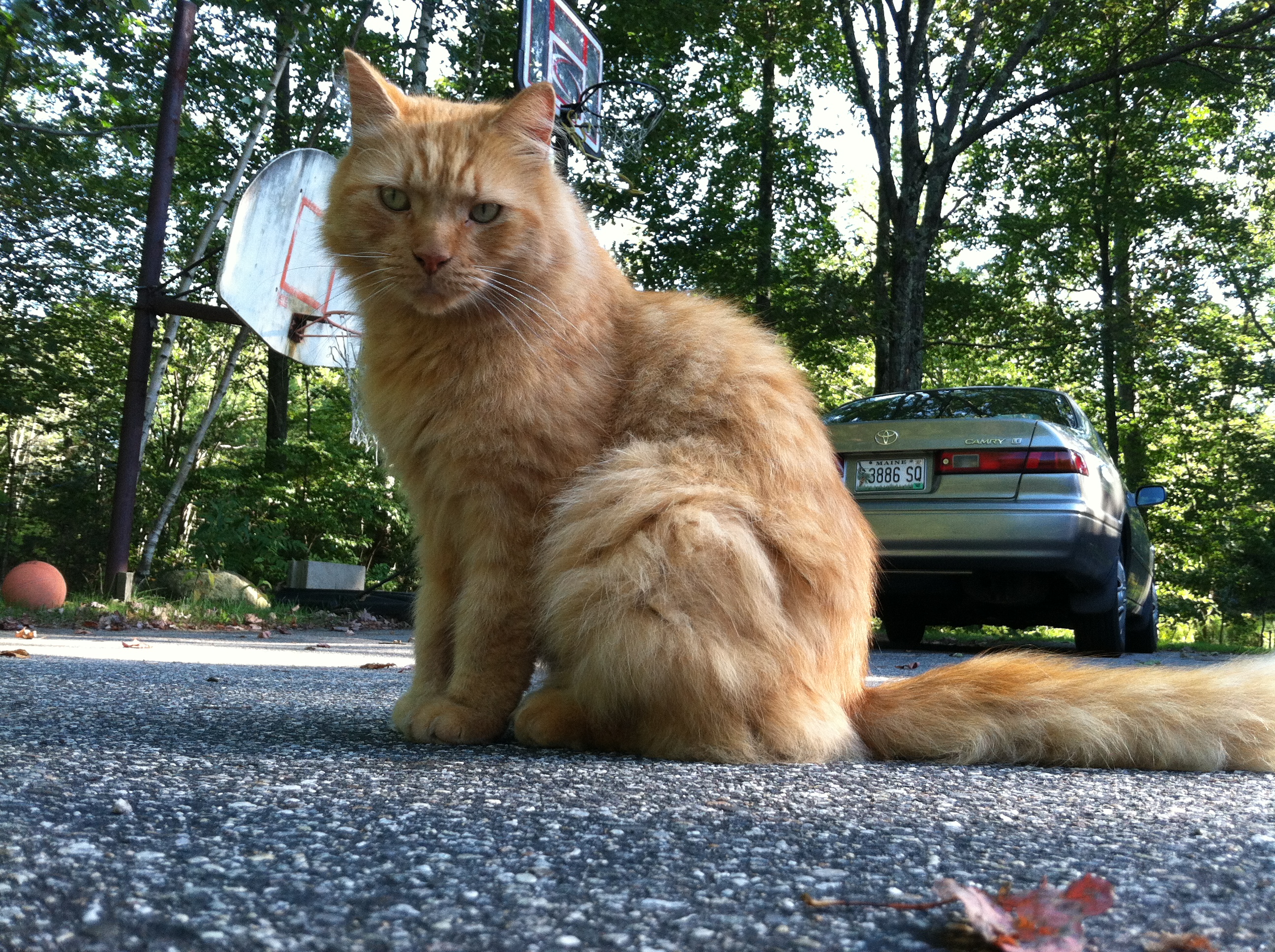 Simba - kitty