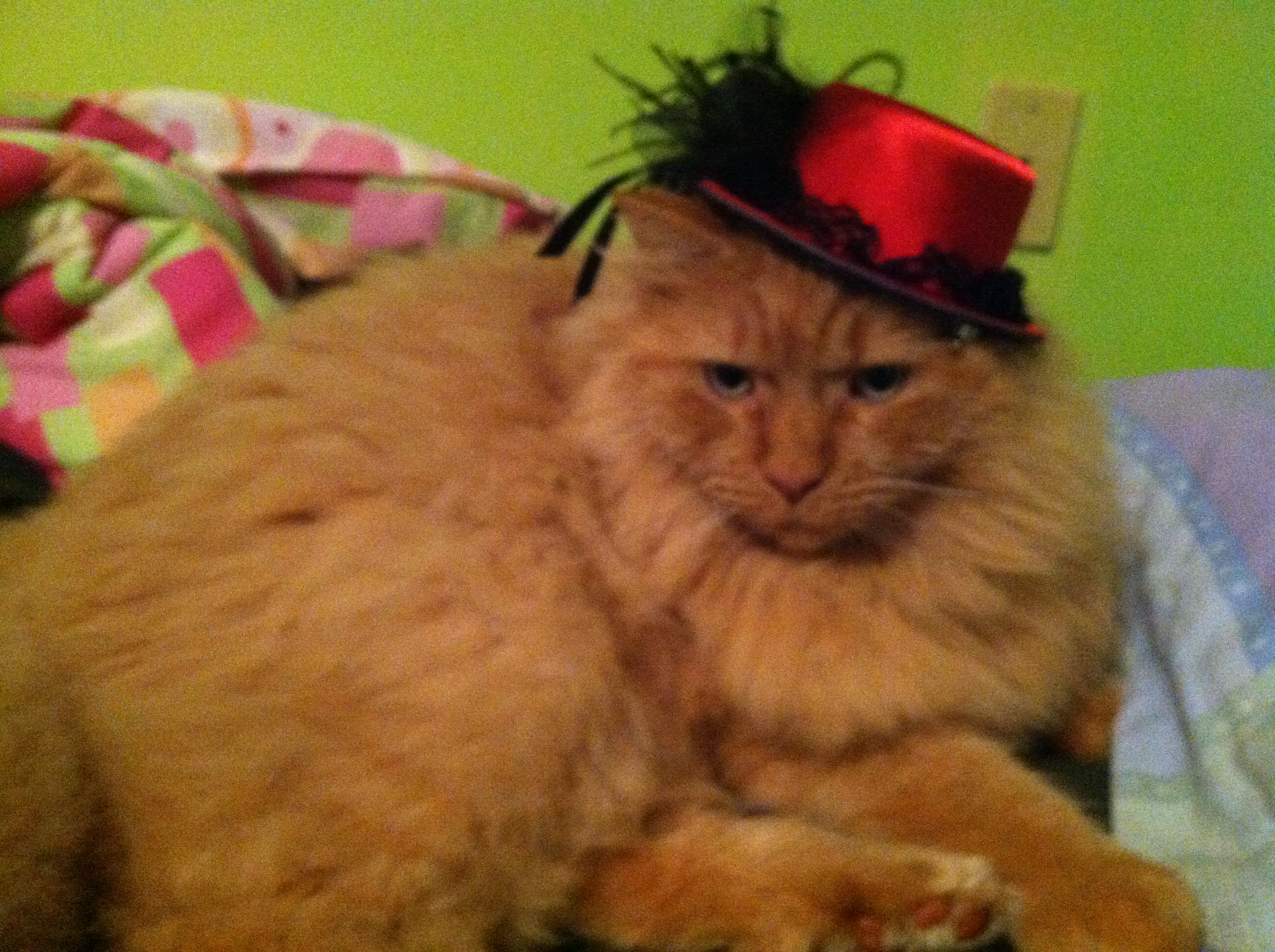 simba with a hat