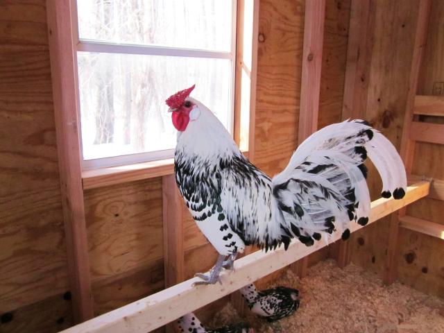Simon is a Silver Spangled Hamburg cockerel.
