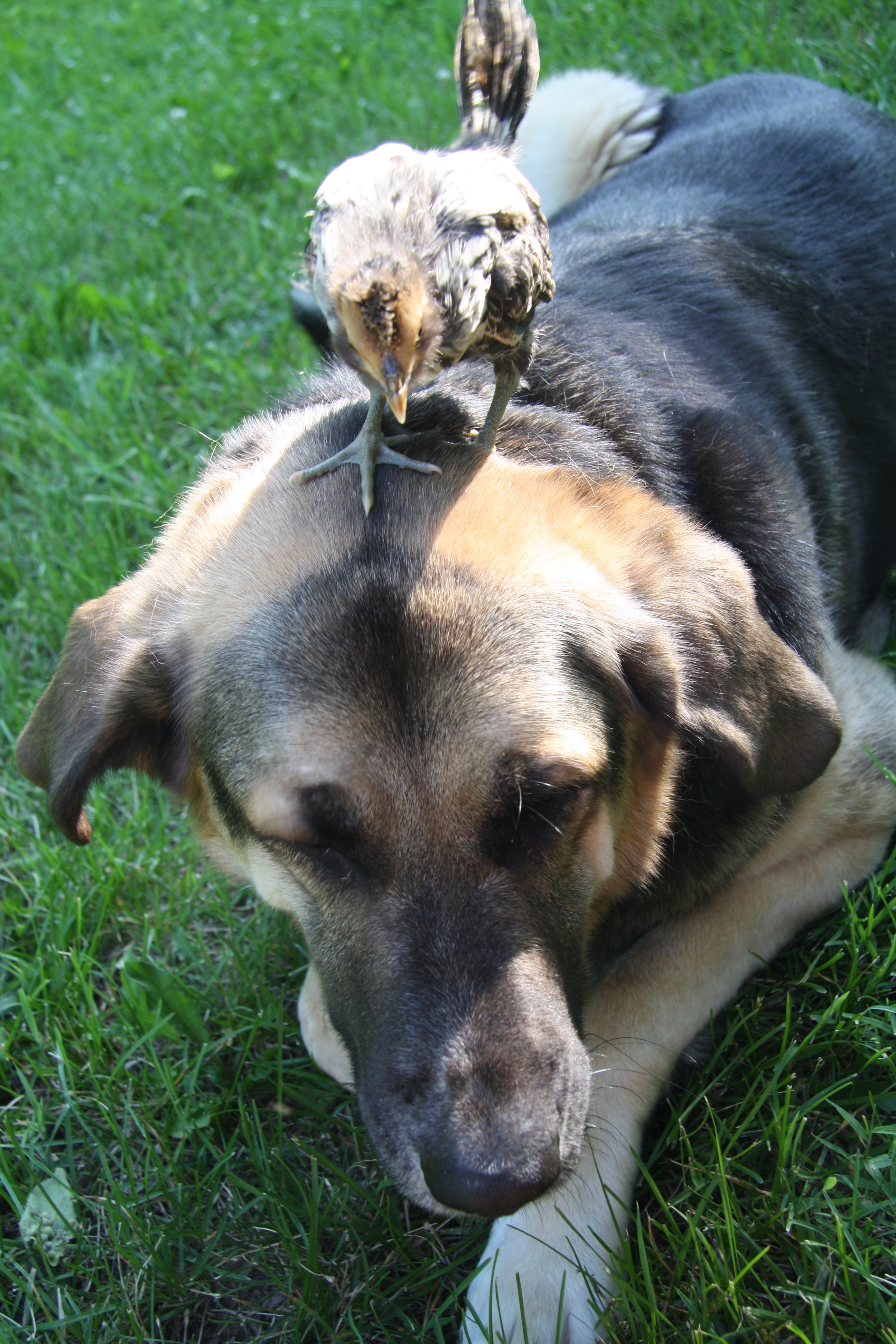 Simon is our 123lb. dog. He loves our chickens he is so  protective!!!