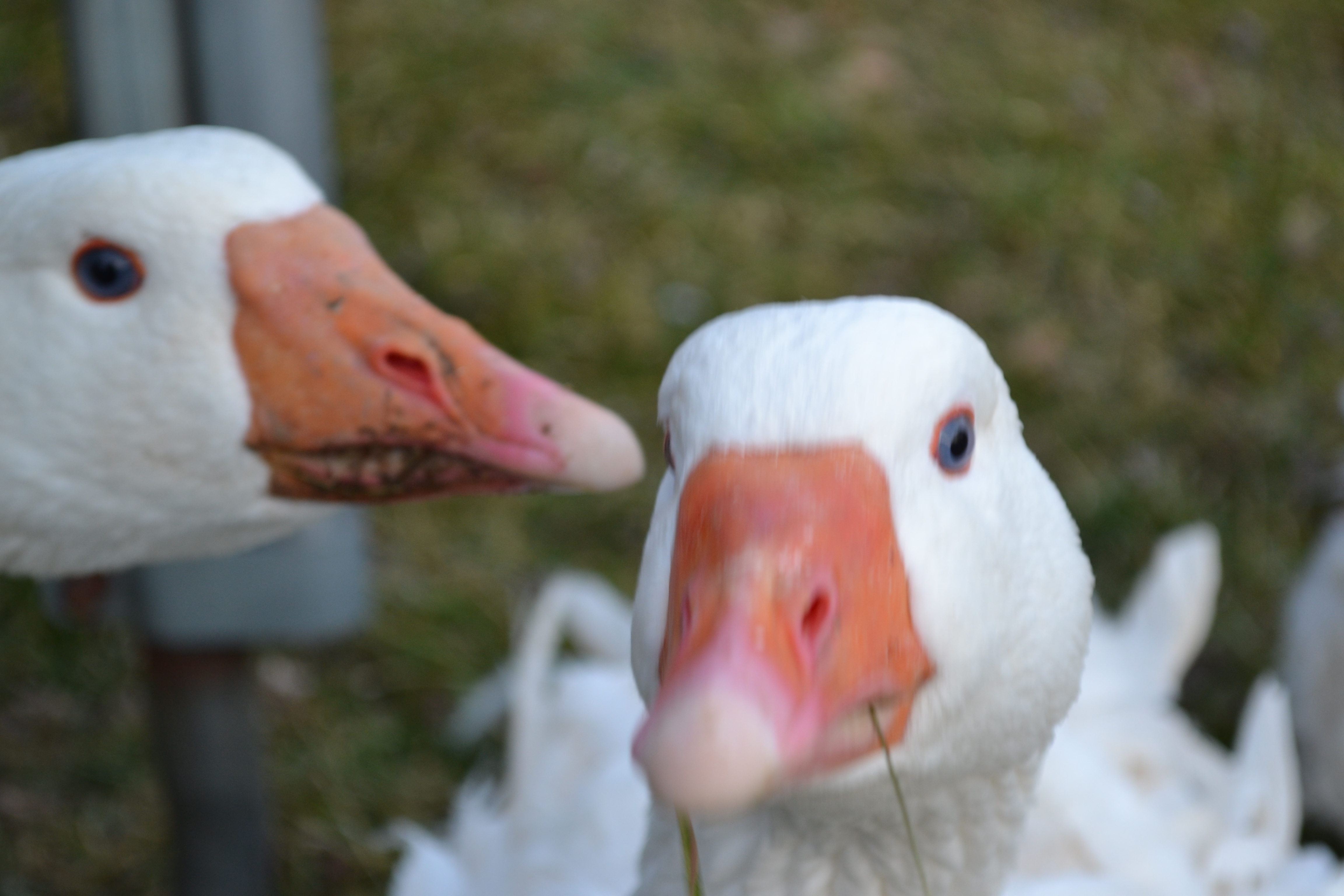Simon saying something to Scout :-)