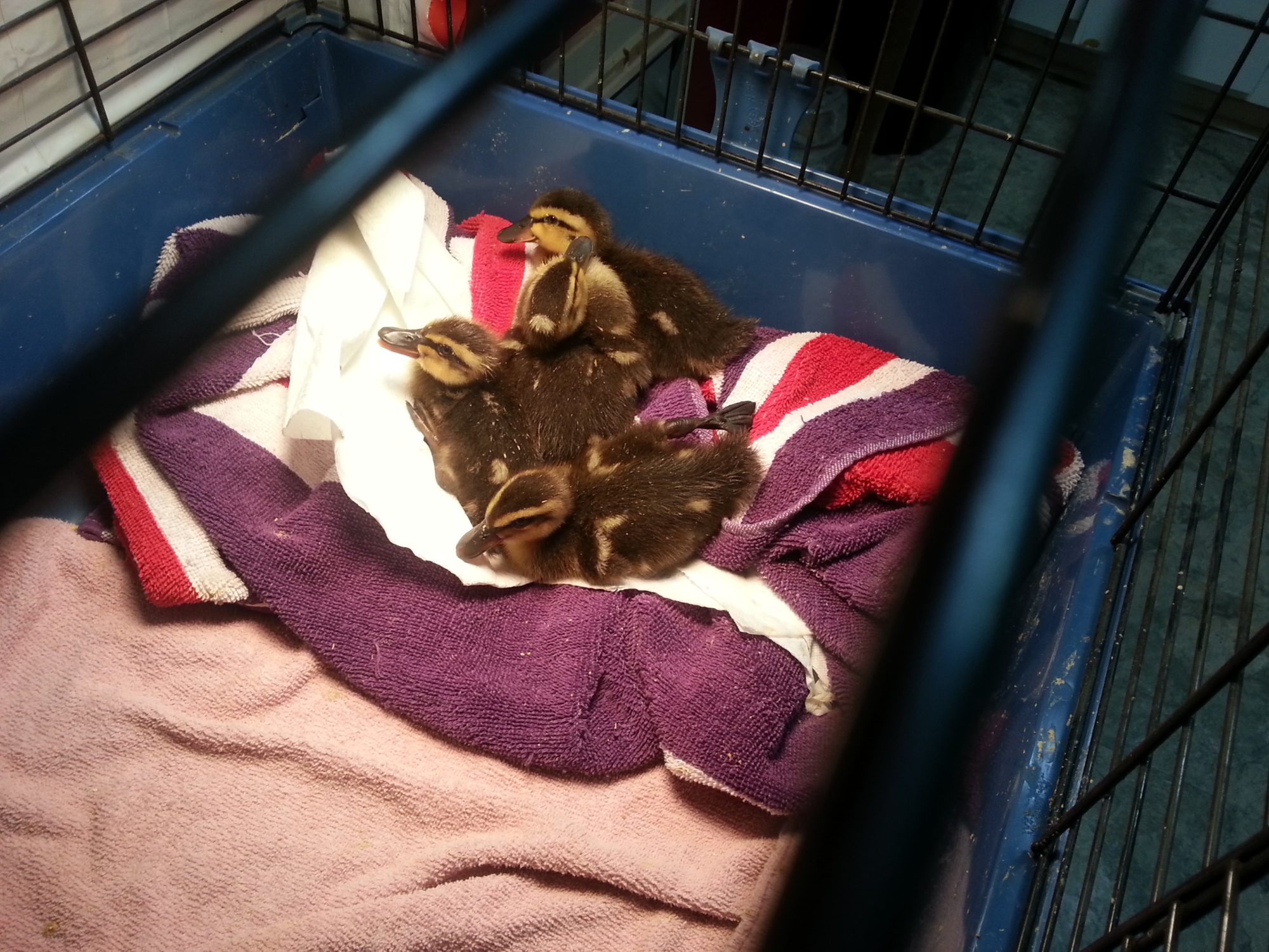 Since I got them in November, and we had an abnormally cold winter, they pretty much grew up in my house.