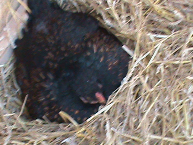 Since I have turkey eggs in the incubator I decided to let one of my broody hens hatch a clutch of eggs.  This is our first time.  She should be hatching out around 4/15/2013 and we'll see how she does.  We have moved her and her eggs to a broody mini coop with a pen so she can be alone and hatch and raise the babies.