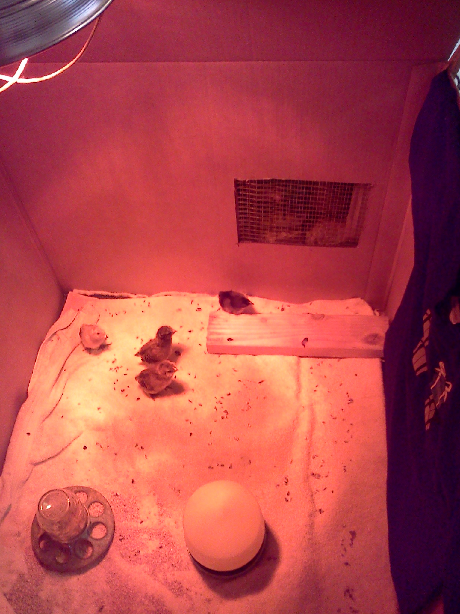 Since I have two flocks of chickens a month apart, both in brooders, I made a window so they can start to get to know each other.