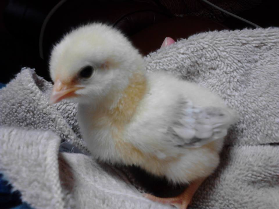 Since we only had one Delaware, it was easy to tell her from the others.  She earned the name Diva Della.   The others looked just alike so it took some time to pick out names for them and even then I am not sure who is who.