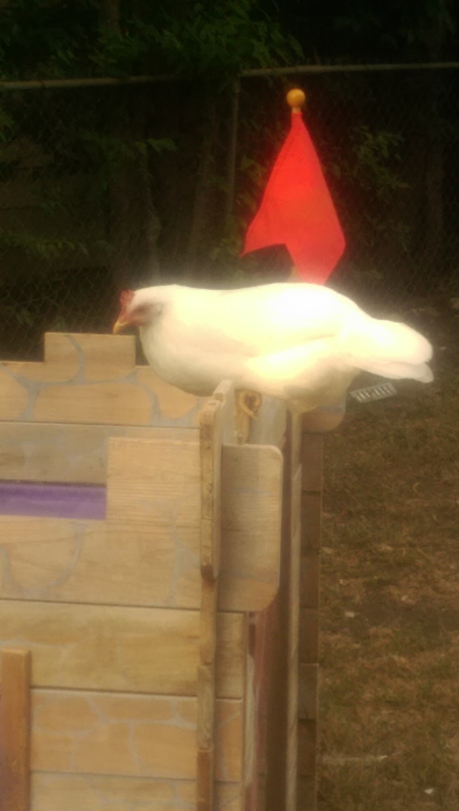 Singer, white leghorn, declaring herself queen.