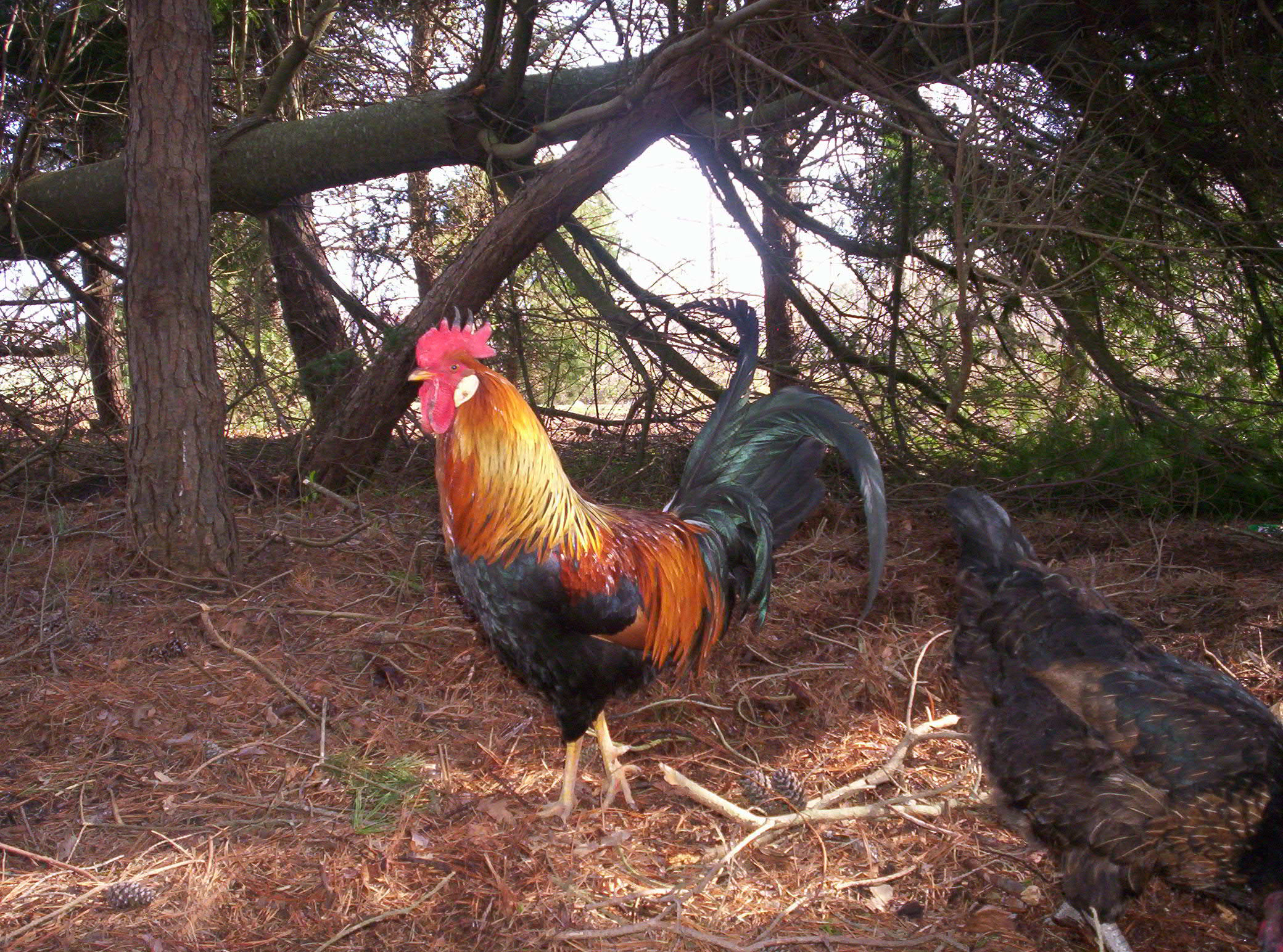 Single Comb Brown Leghorn Rooster.