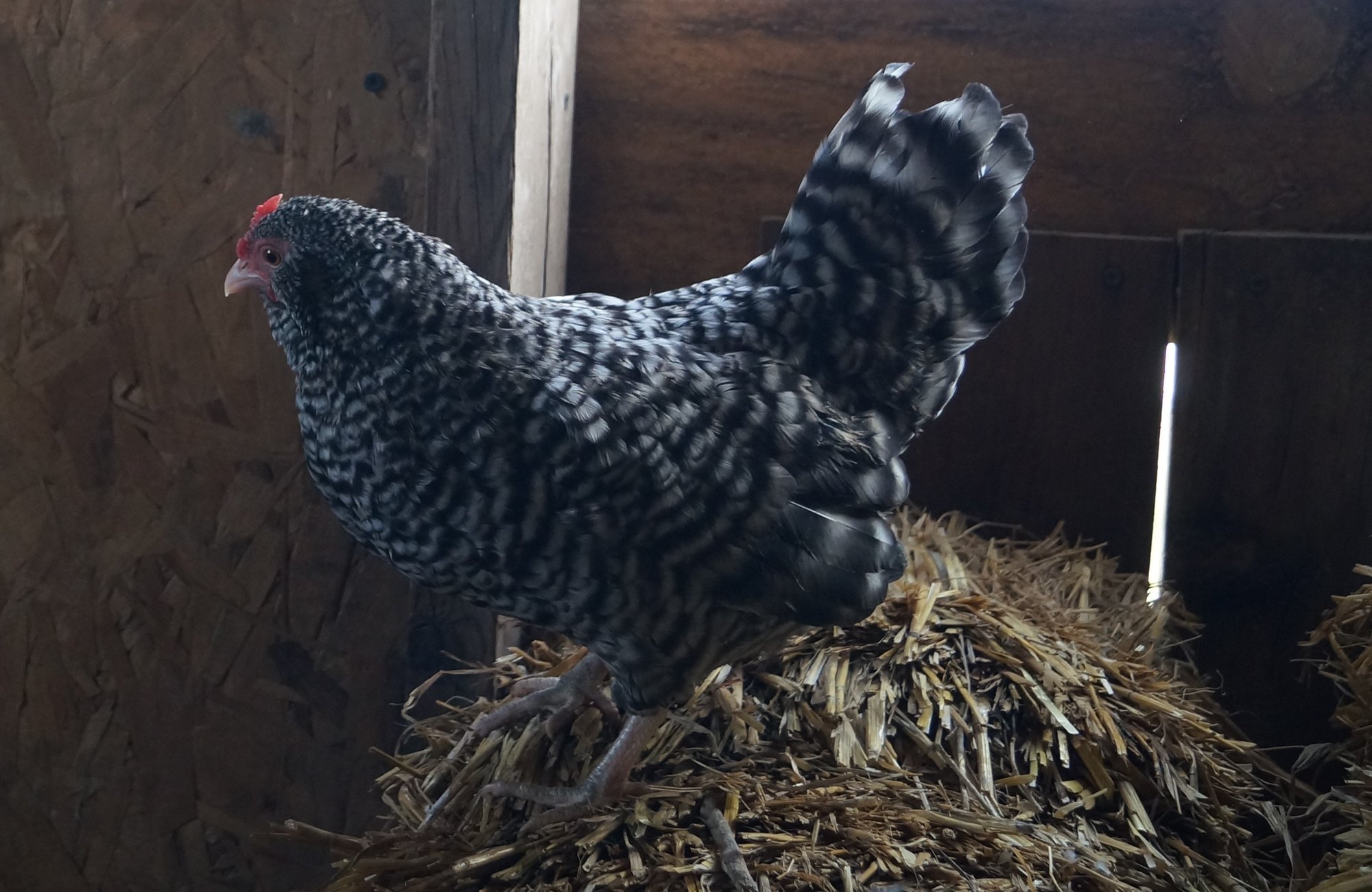 Single factor cuckoo d'Anvers bantam rooster over Dominique hen