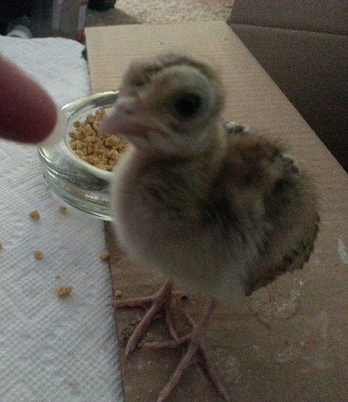 single peachick
