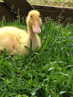 Sir Barton the Loud....one very spoiled duck