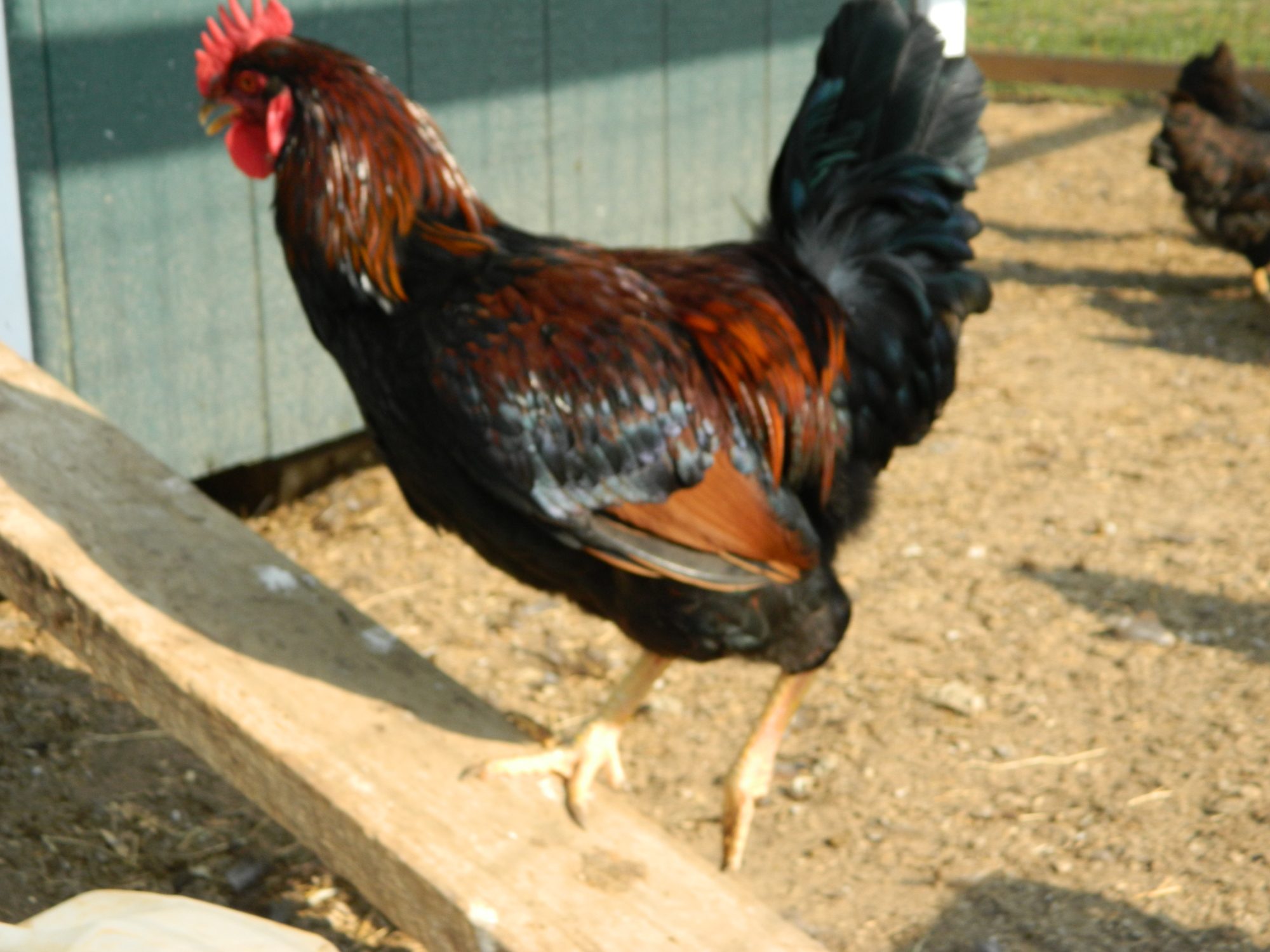 Sir Belvedere our main rooster, He is so pretty. Mr. Benson our other rooster is just as pretty just smaller.