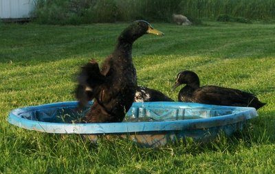 Sir Drake showing off in the pool