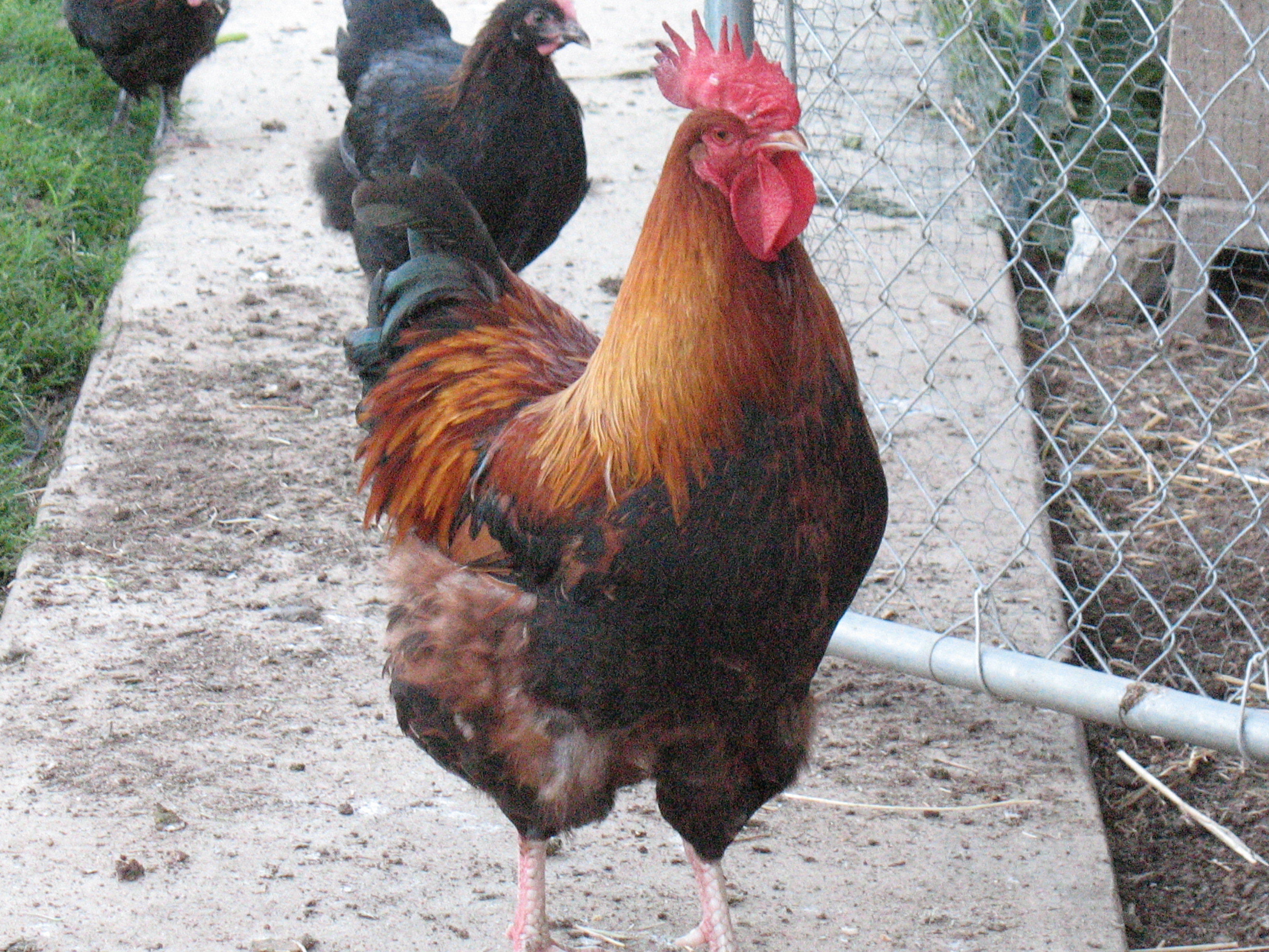 Sir Galahad...   the big guy, the king....    forgive me if I don't express this exactly properly:
he is a French Copper Wheaten Marans.. ( Wheaton French Copper Marans? )  ...he is the best and most beautiful rooster I have ever had.  He has never pecked me or anyone, not even once.  Great rooster.