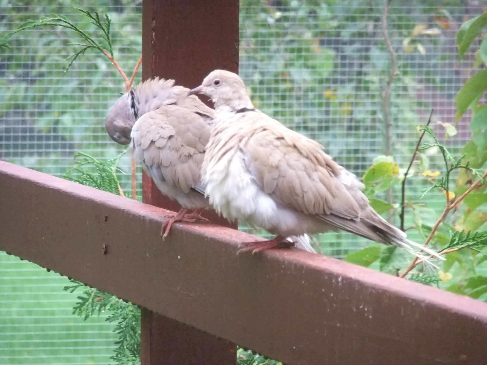 Sir Gibbie-Miri-Male Ring-necked Dove-Female Ring-necked Dove