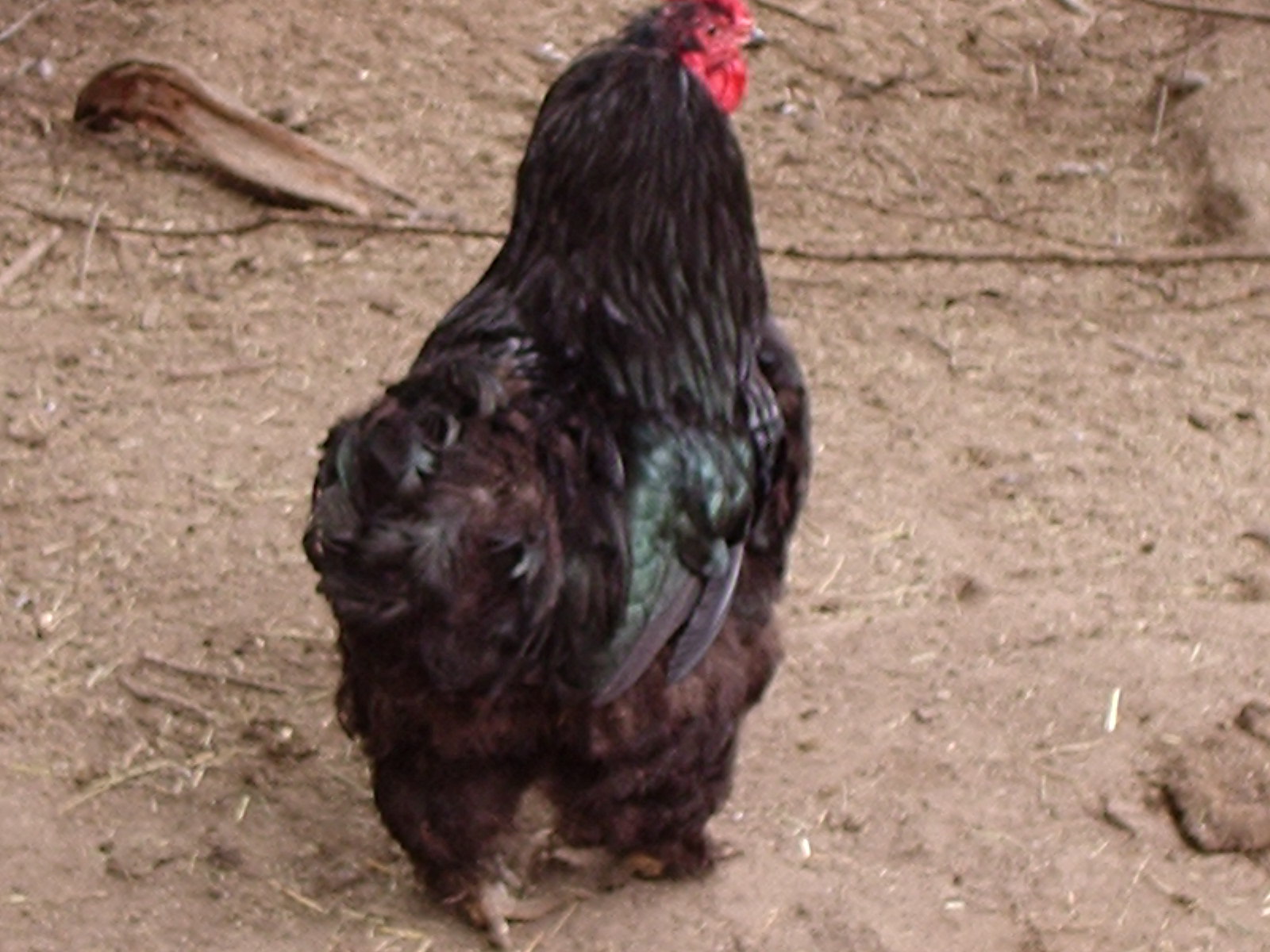 Sir Puffy Pants, my giant black Cochin rooster who is the Mac Daddy to the EE chicks that I sell.  He thinks he's a Jock, but he's a Oddball.