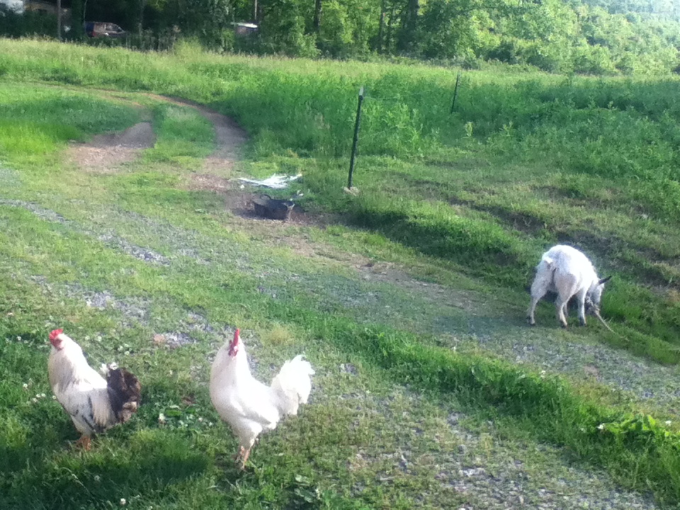 Sir (white and black EE/OE mutt), Mister (white EE/OE mutt), and Eleanor (pygmy goat).
