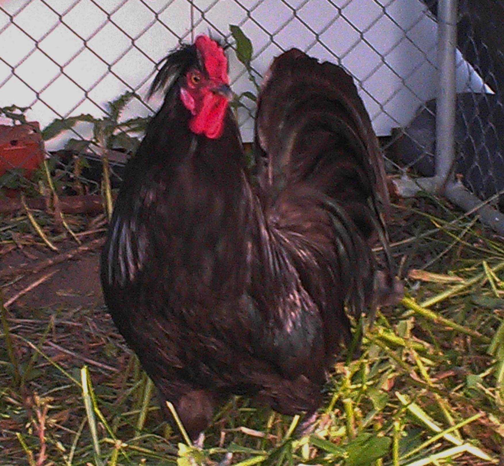 Sir William, 'da man!  Got him and 6 hens as a Mother's Day present to myself.