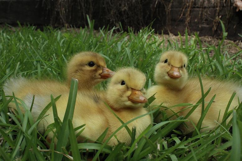 Sisley Ducks3.jpg
From left to right: Rosie, Jumper, and Sweetpea. They are one day old Saxony Ducklings.
