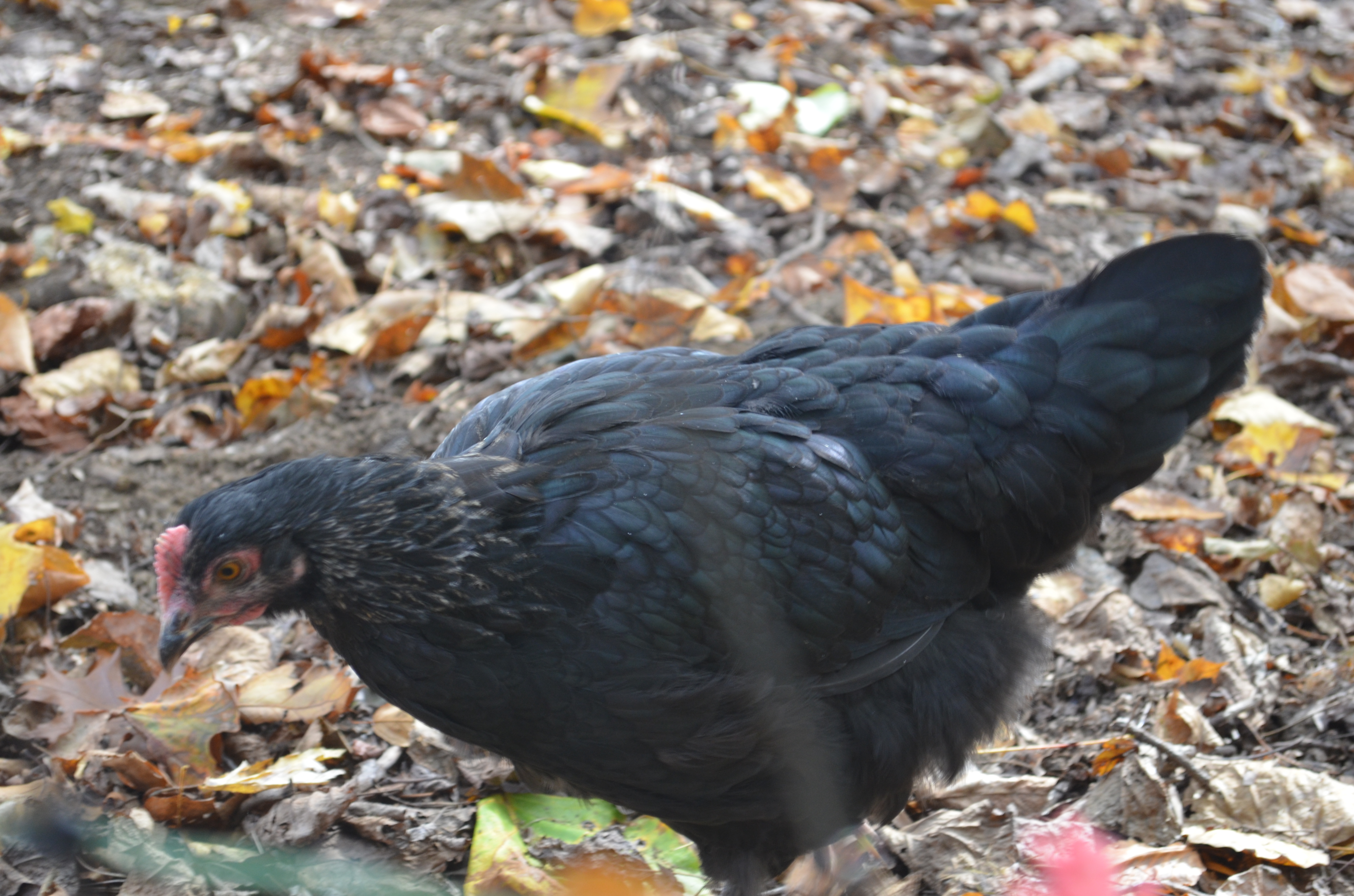 Sissy - birchen marans (17 weeks)