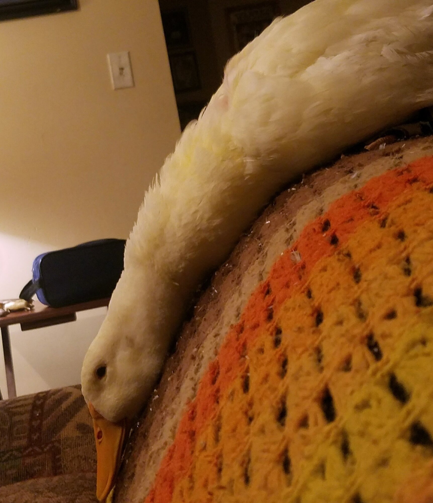 Sissy Loving Couch-Back