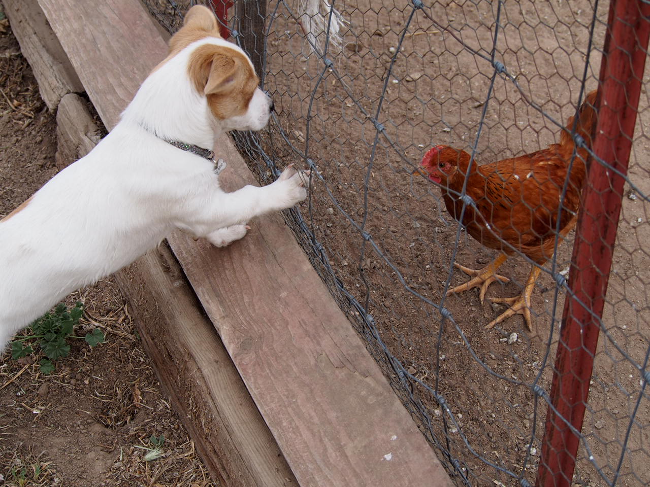 Sissy Sue thinking, MAYBE she could play with that chick!